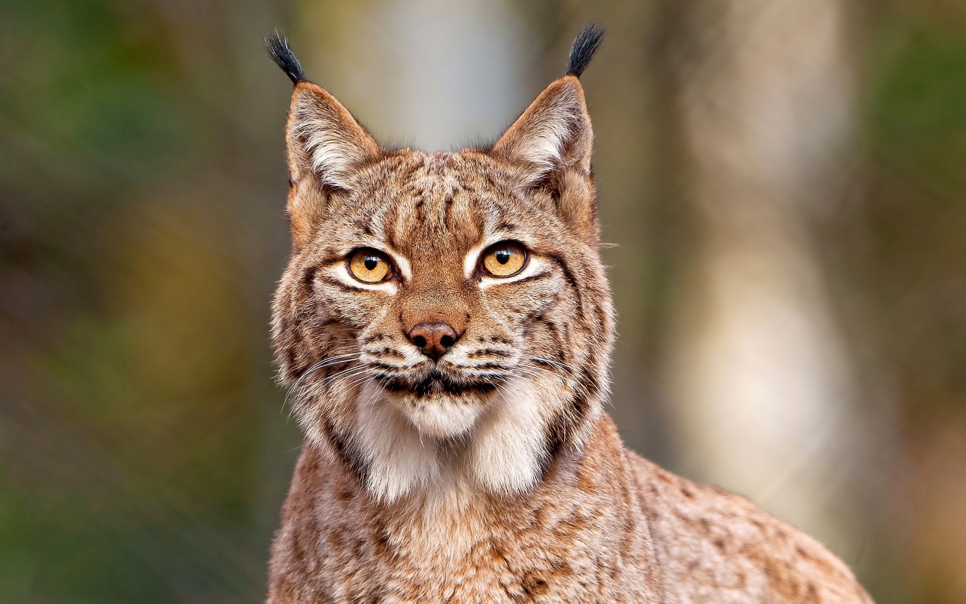 lince muso baffi sguardo