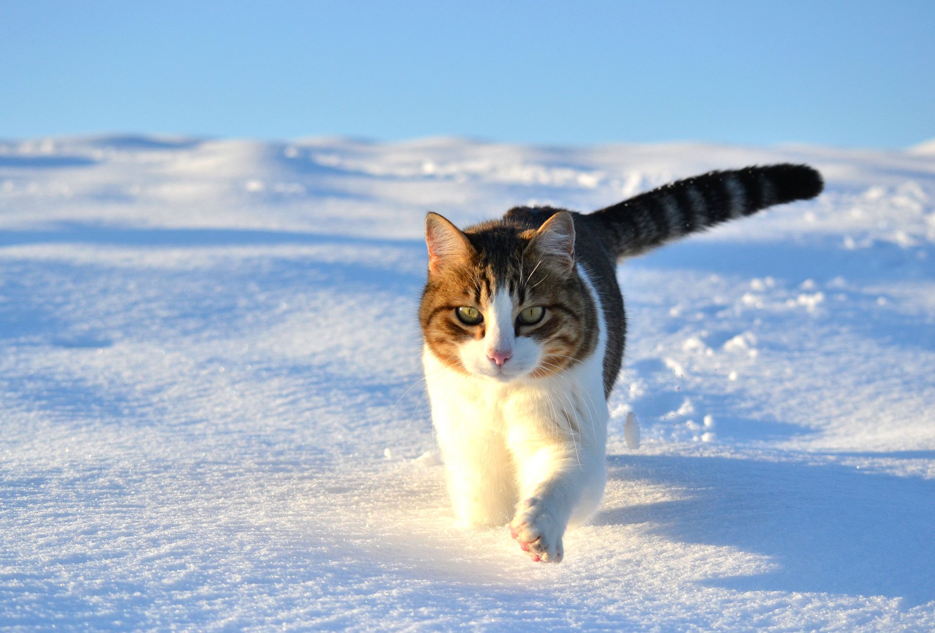 cat cat snow walk winter