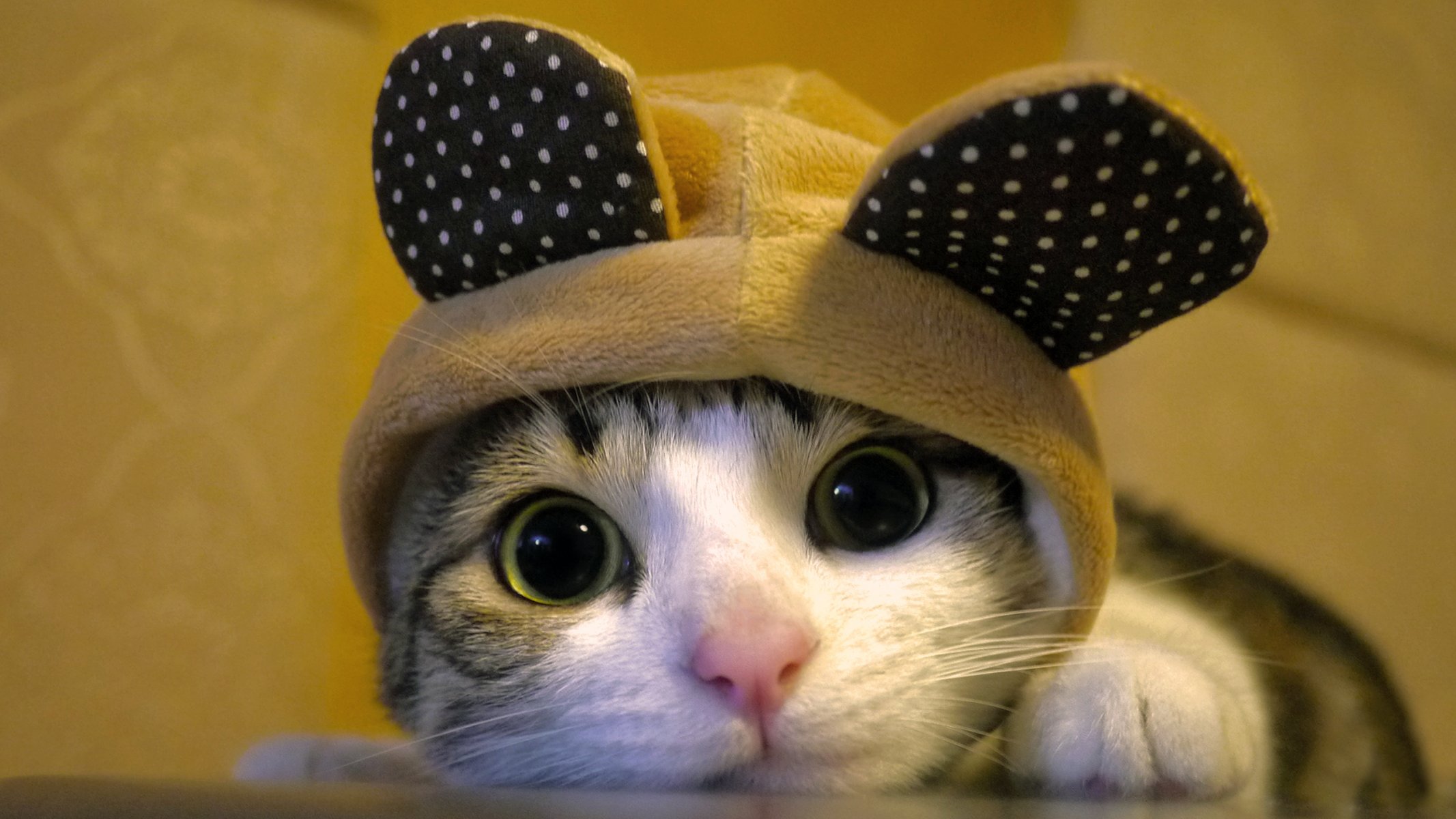 gatto gatto muso cappello