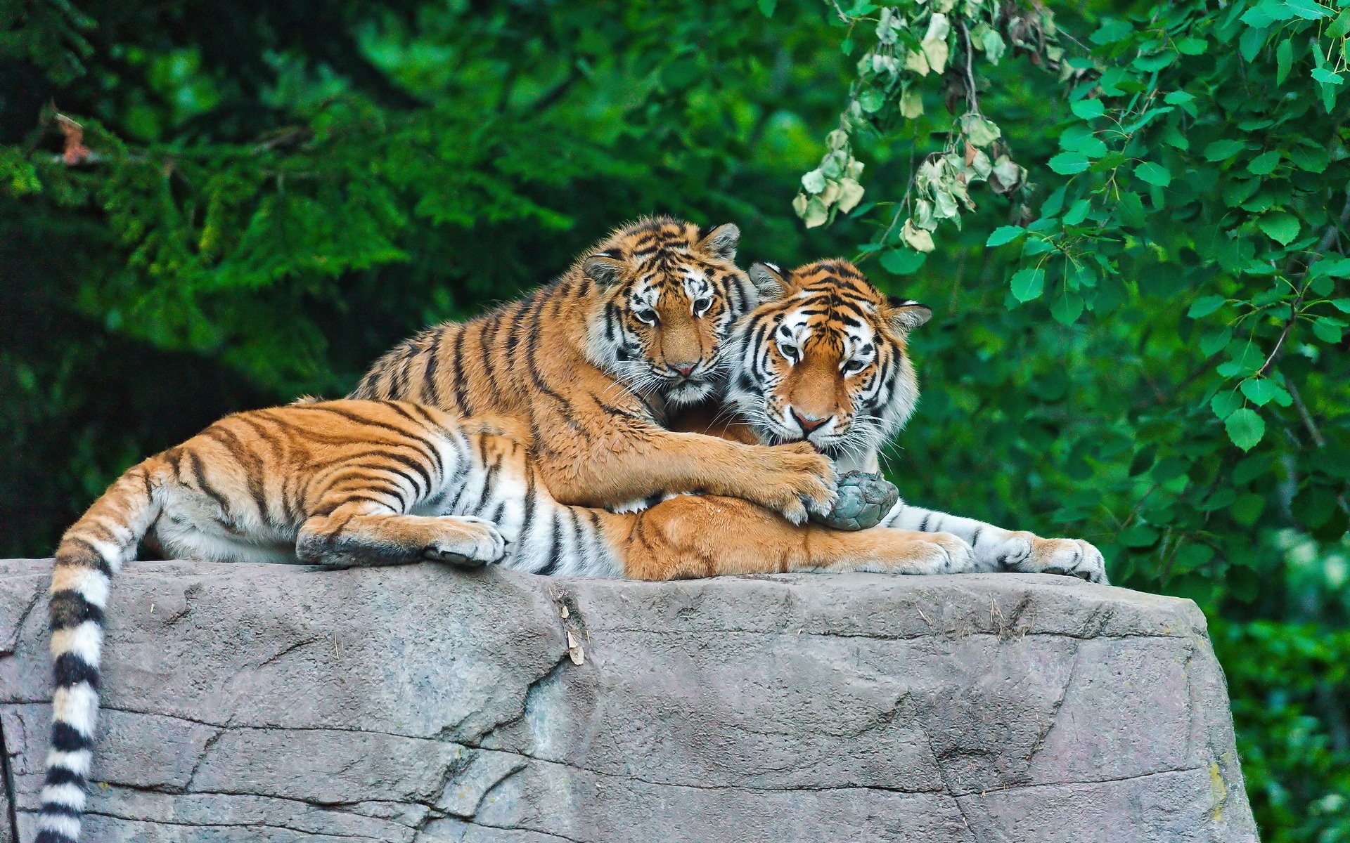 tigre famille pierre