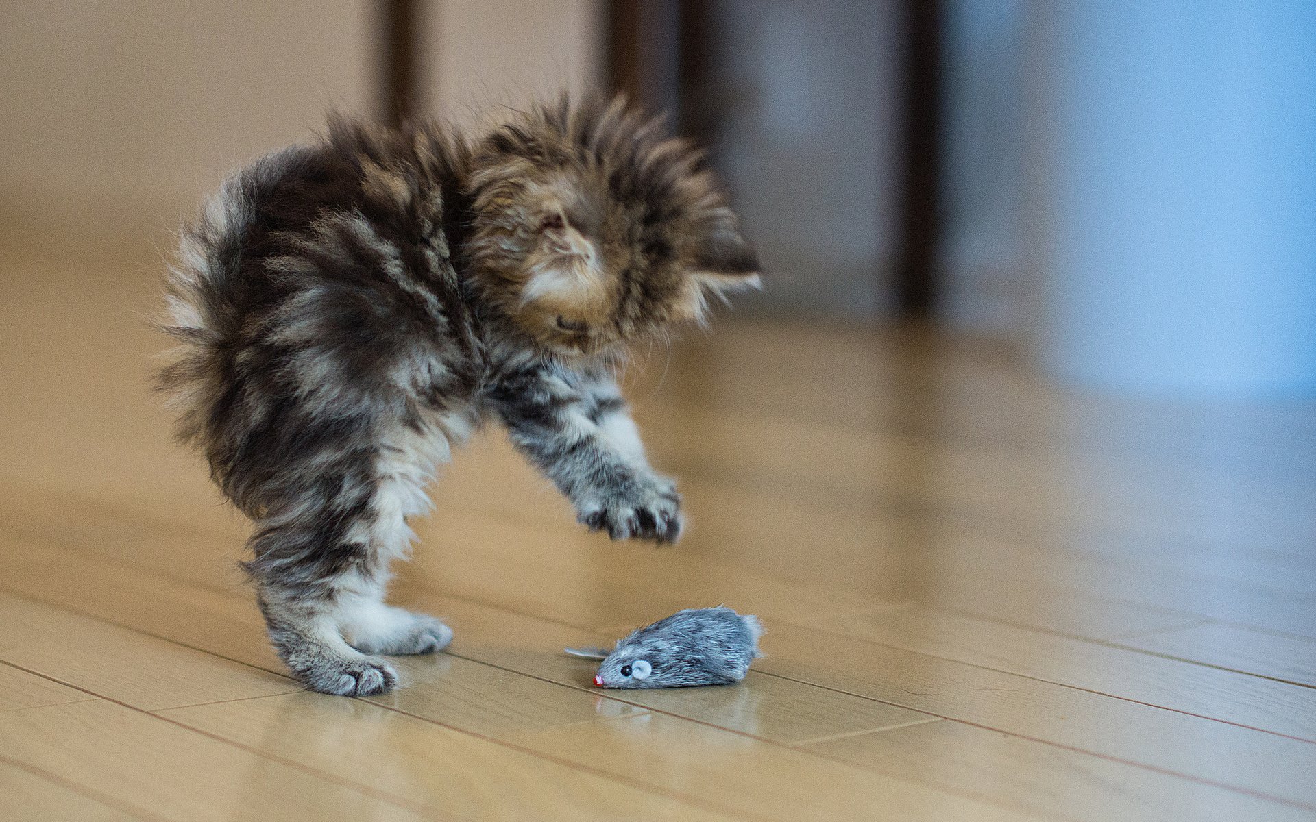 gatto gattino spavento situazione giocattolo topo pavimento grigio lanuginoso