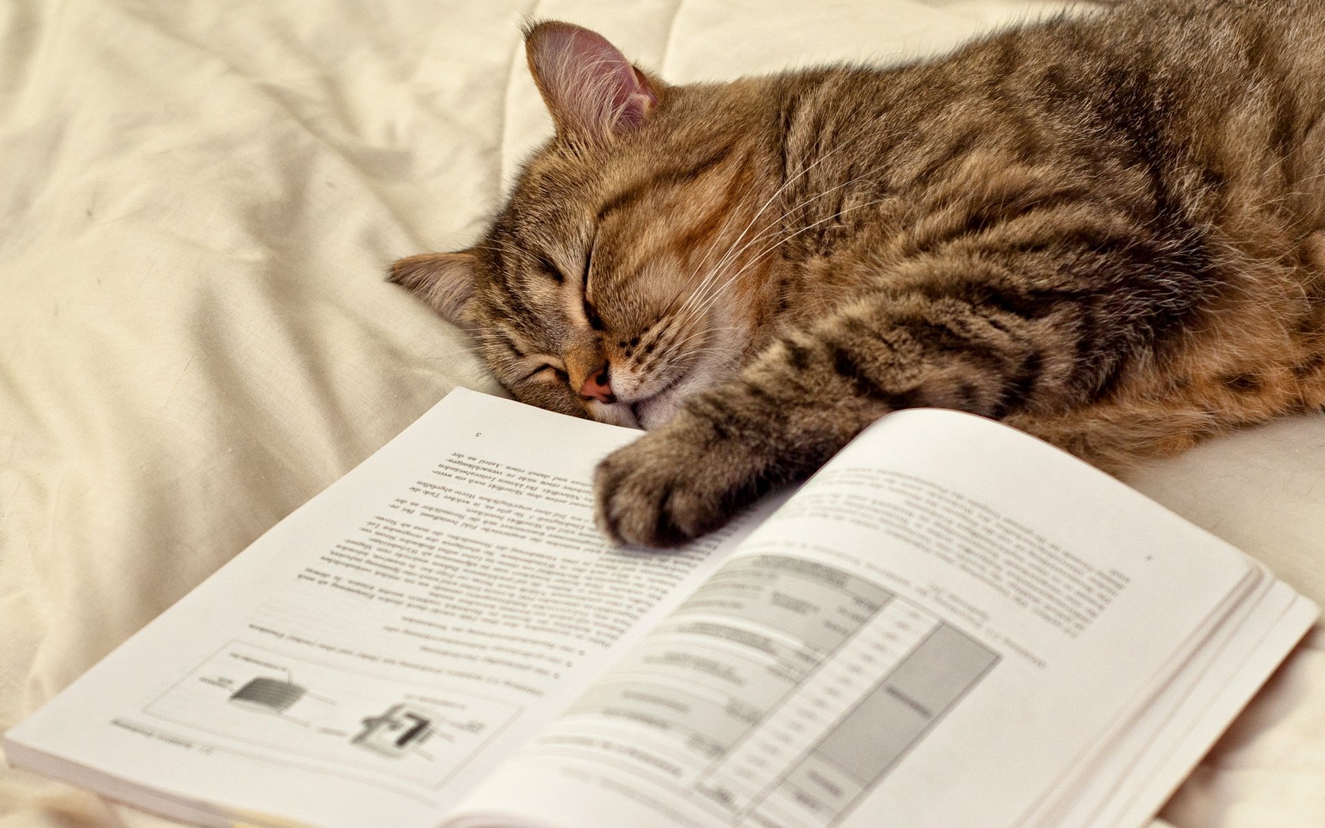 katze katze schläft liegt buch pfote seiten