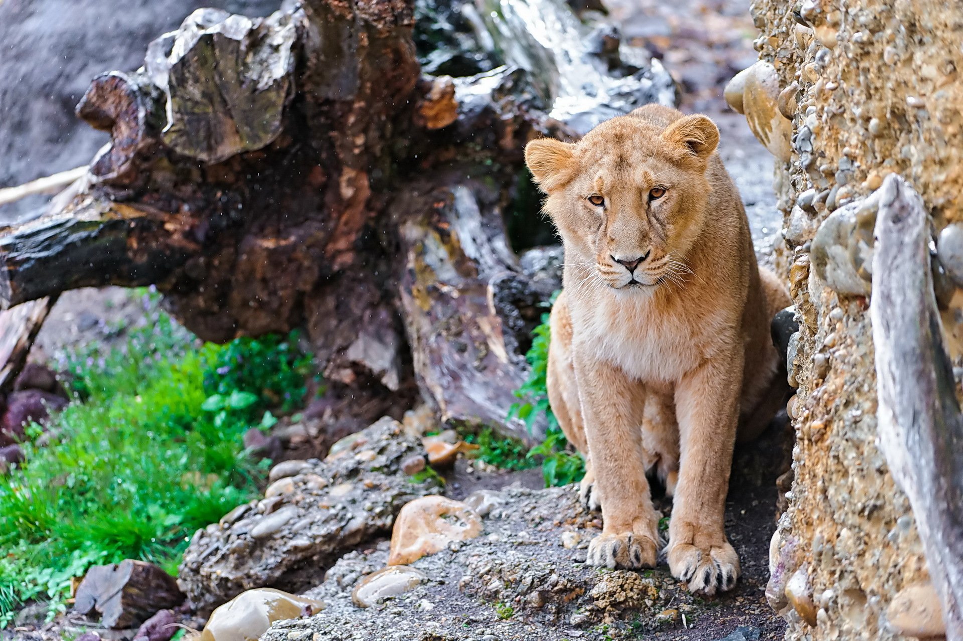 lion panthers lion muzzle mustache look rock stones stump