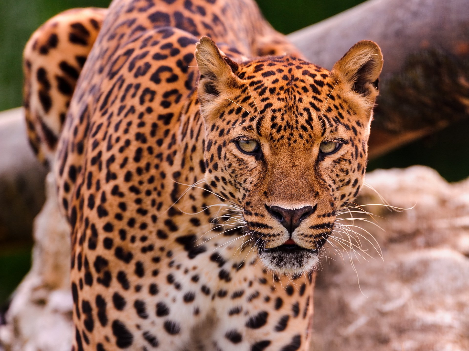 leopardo hocico mirada depredador fondo de pantalla 4x3