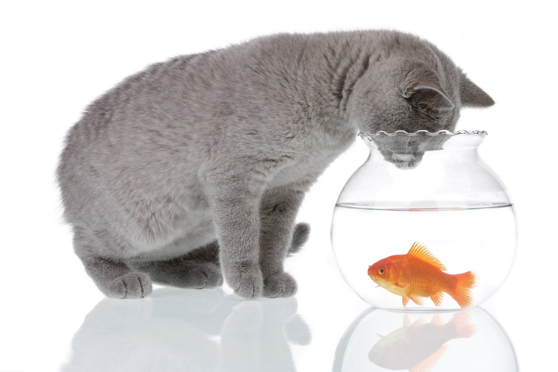 chat gris animal aquarium eau petit poisson curiosité réflexion fond blanc