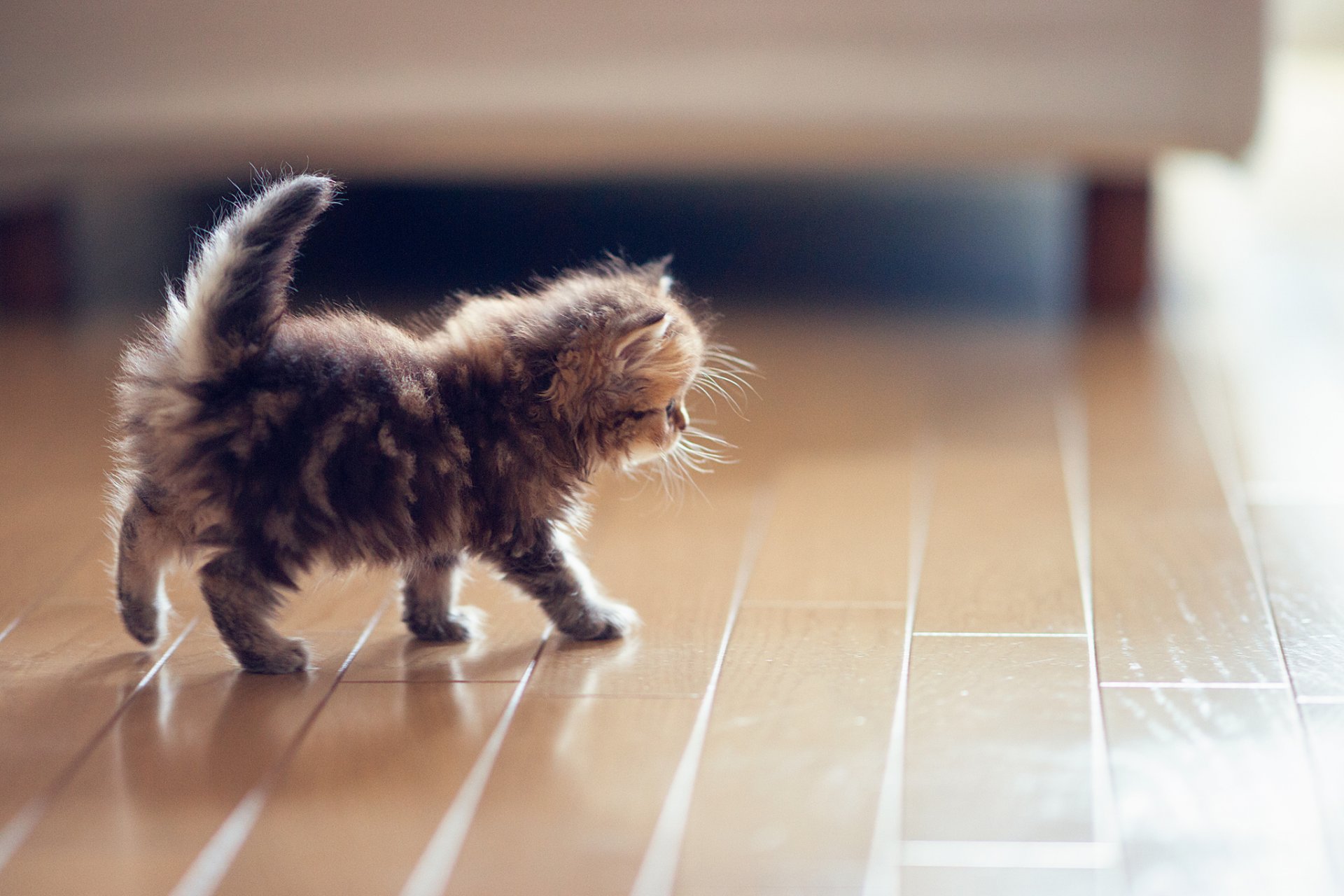 marguerite benjamin torod ben torod chaton chat plancher parquet