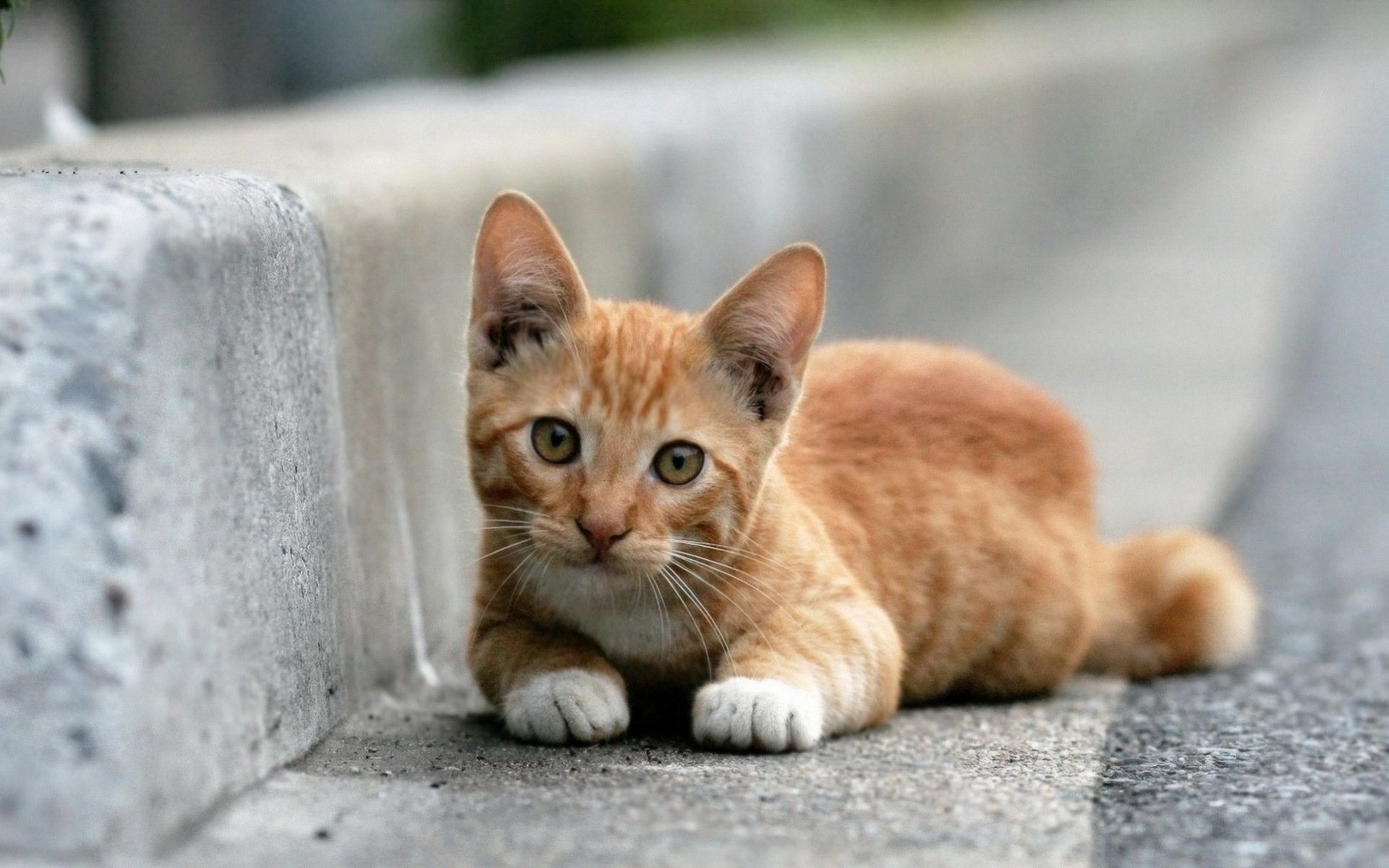 gatto rossa si trova guarda