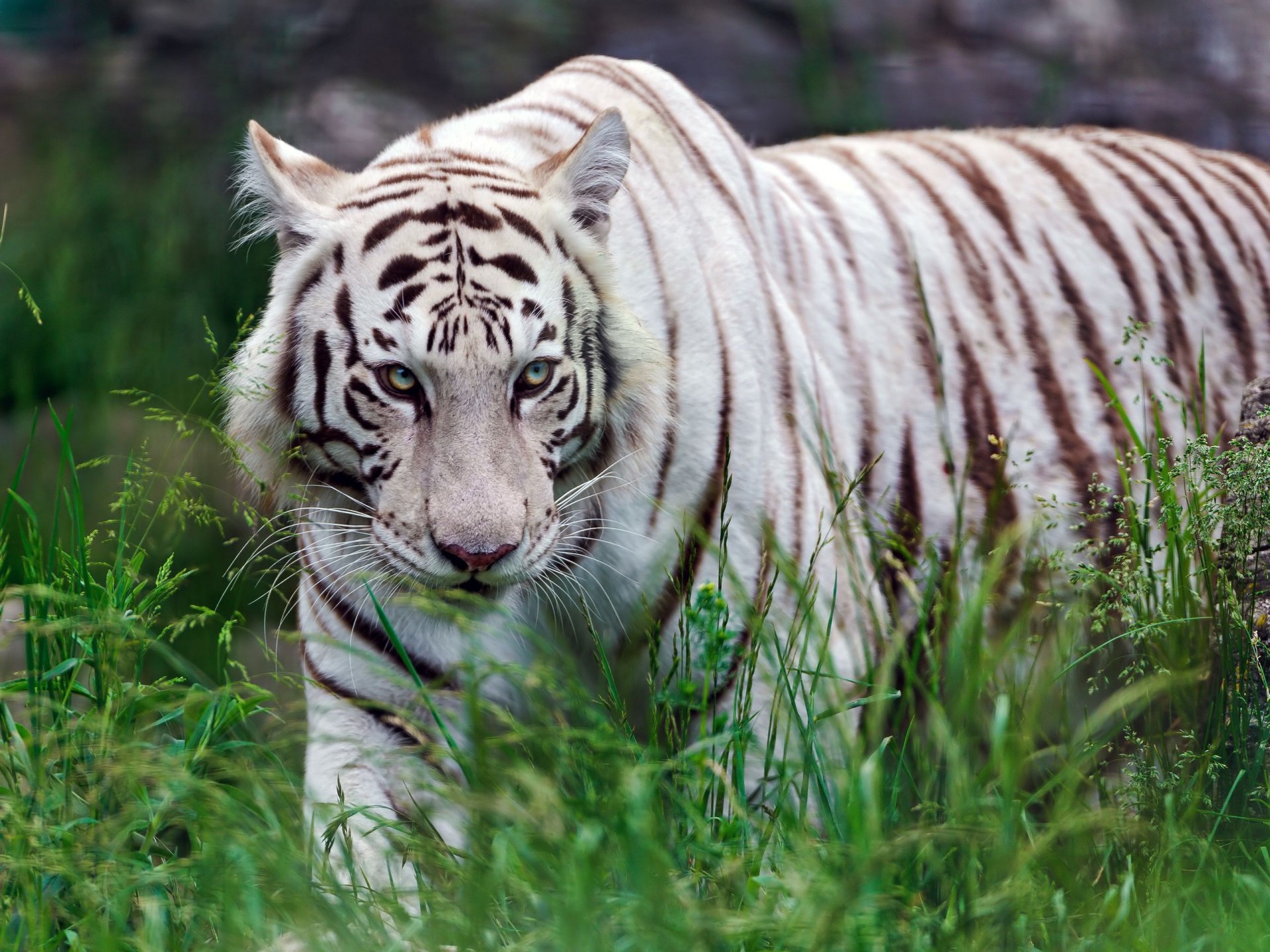 tigre blanco depredador hierba