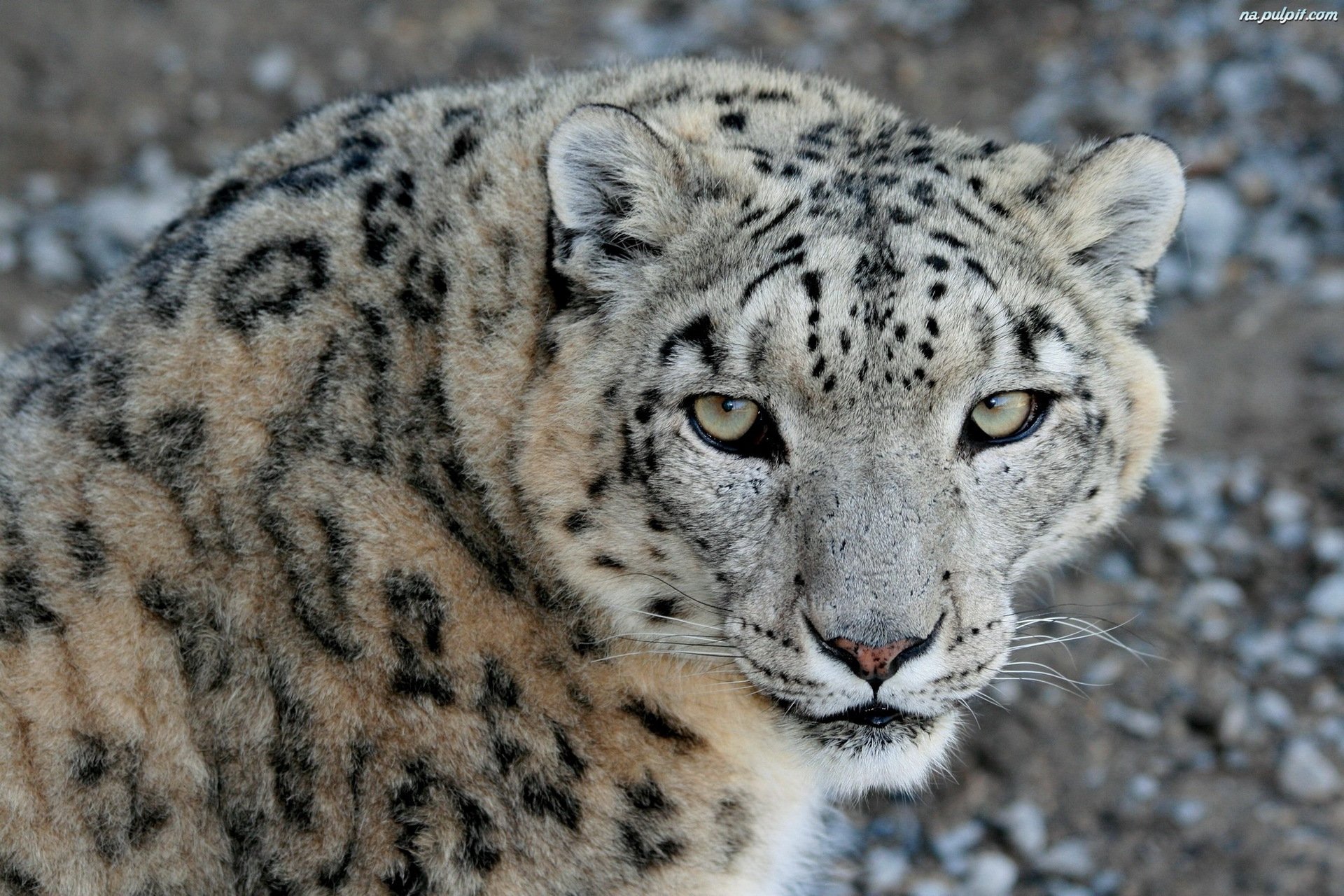 leopardo delle nevi irbis muso vista predatore