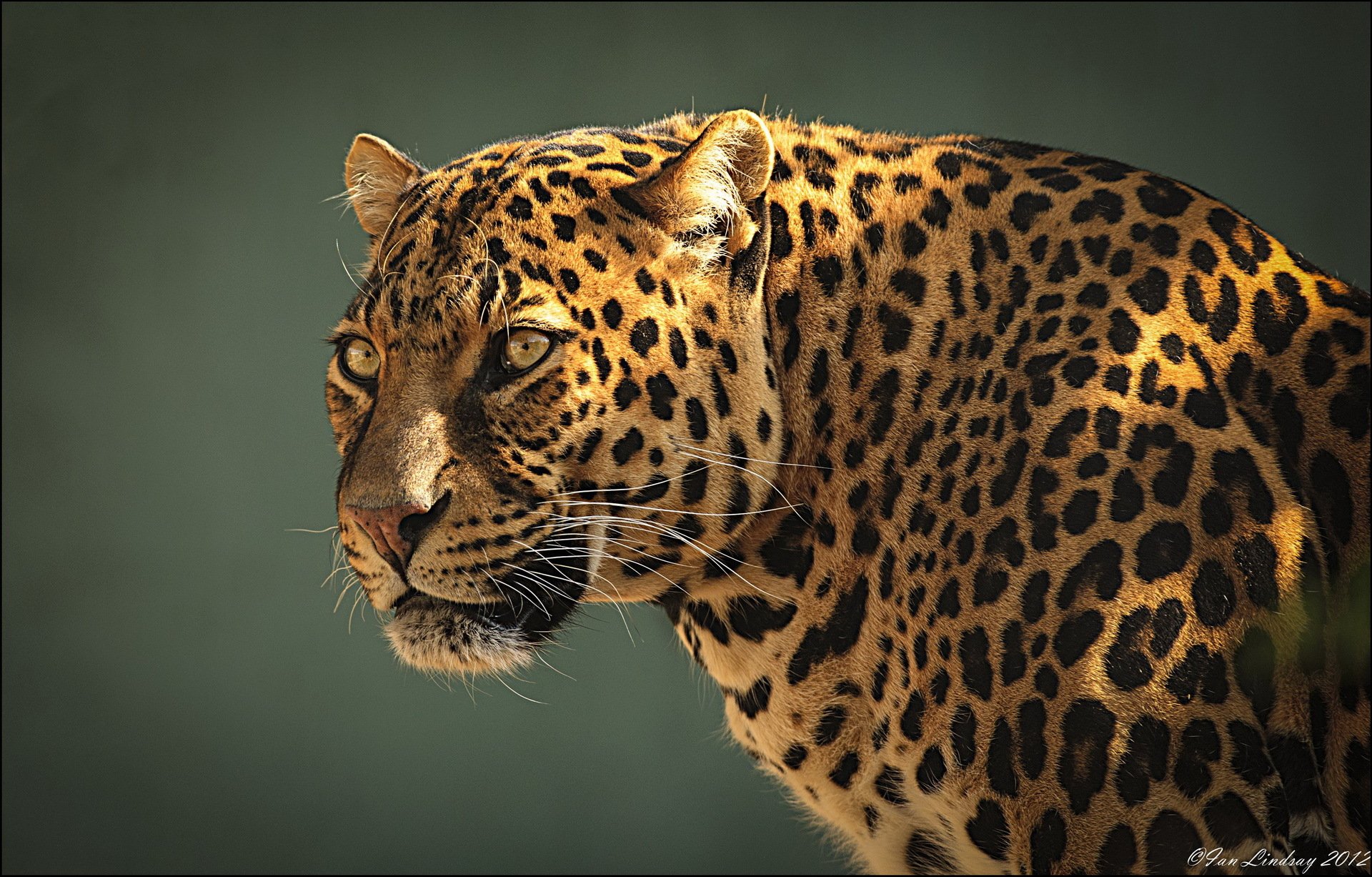 leopardo muso predatore profilo