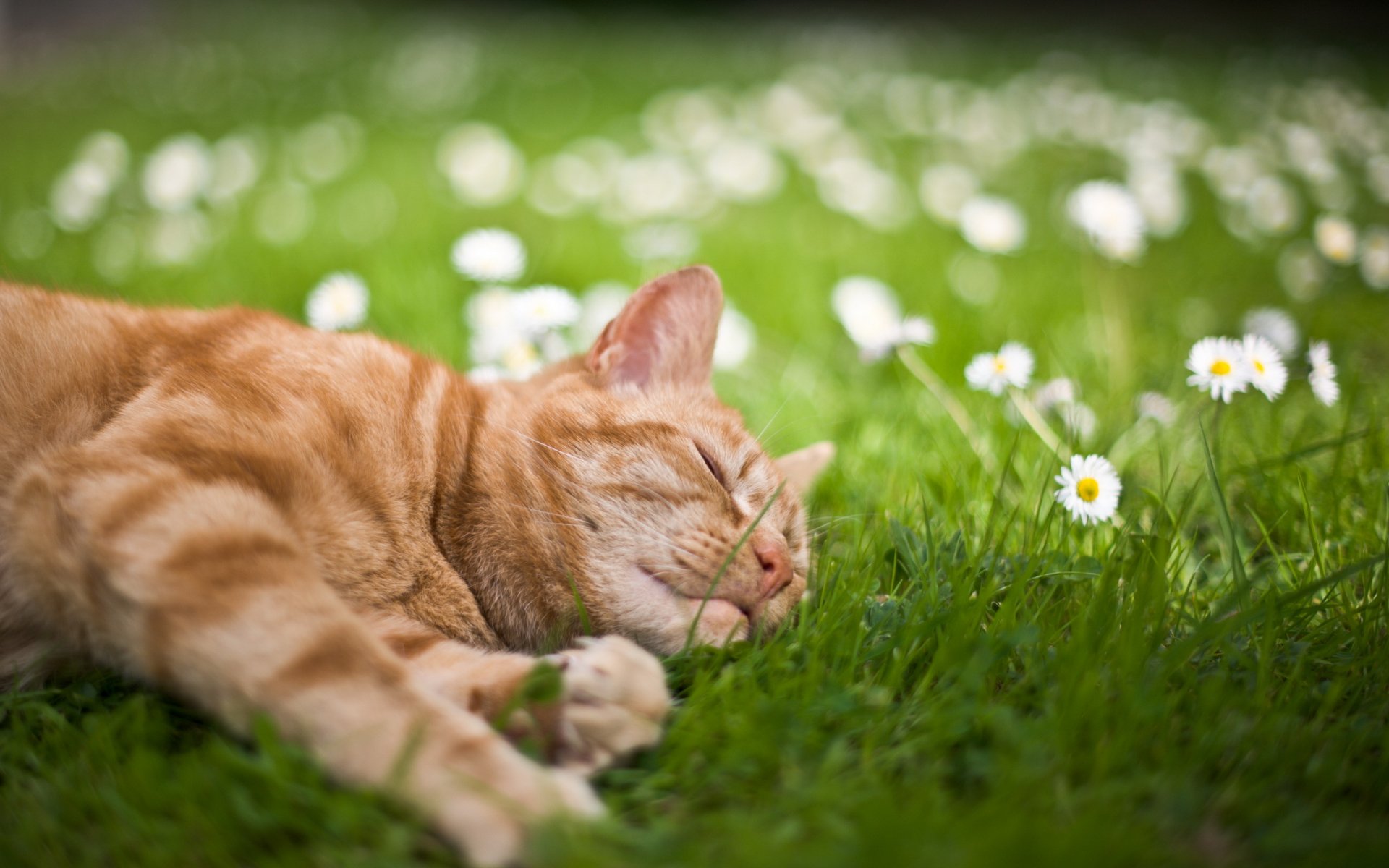 gato hierba verano