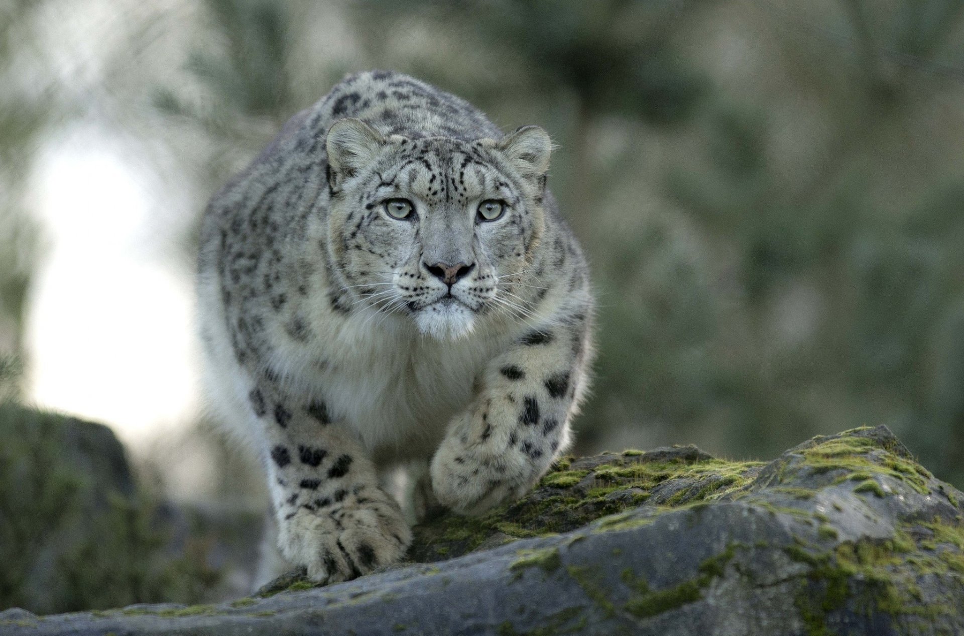 now leopard snow leopard look