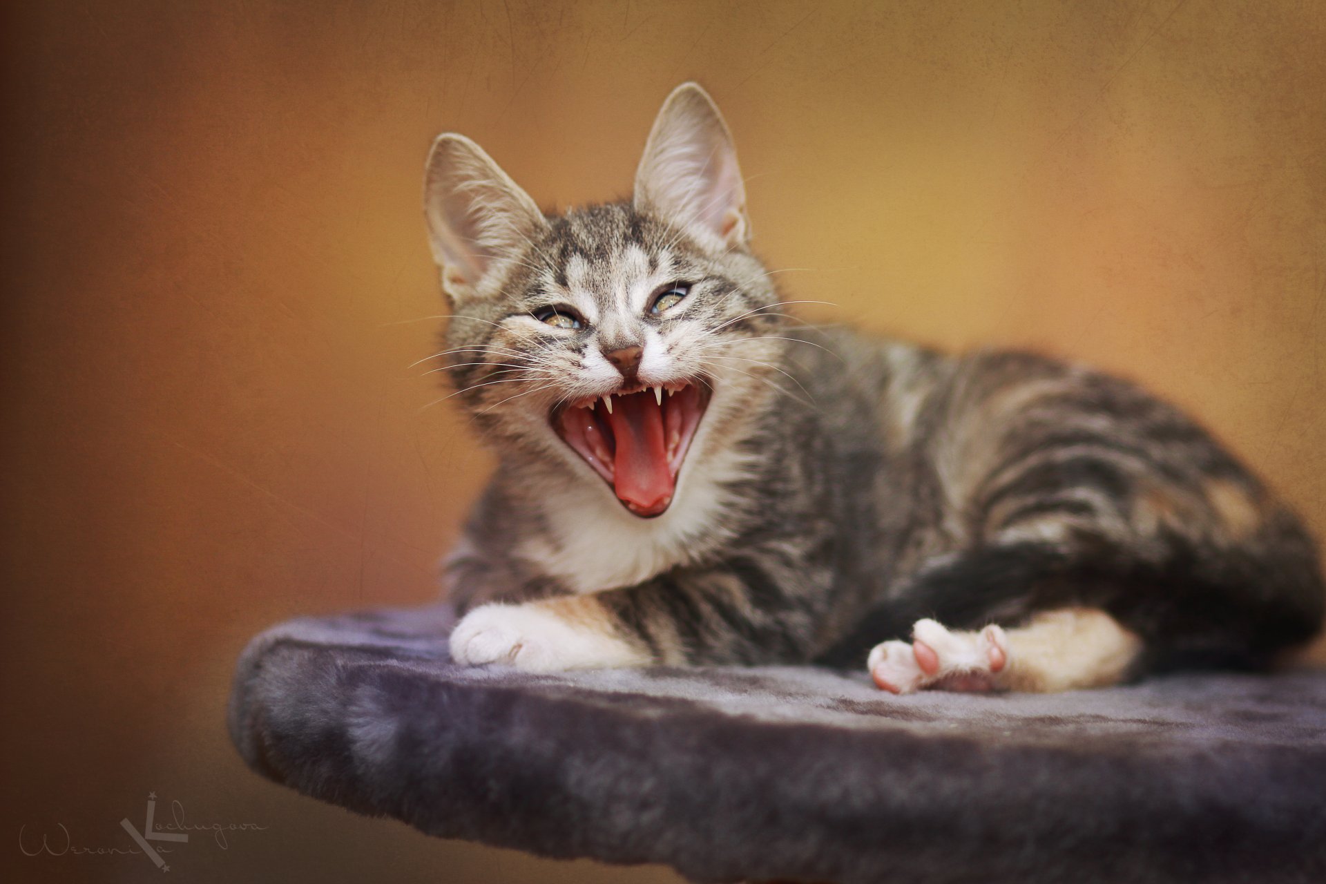 cats cute funny funny cat cat cats animals baby kitten yawns fluffy