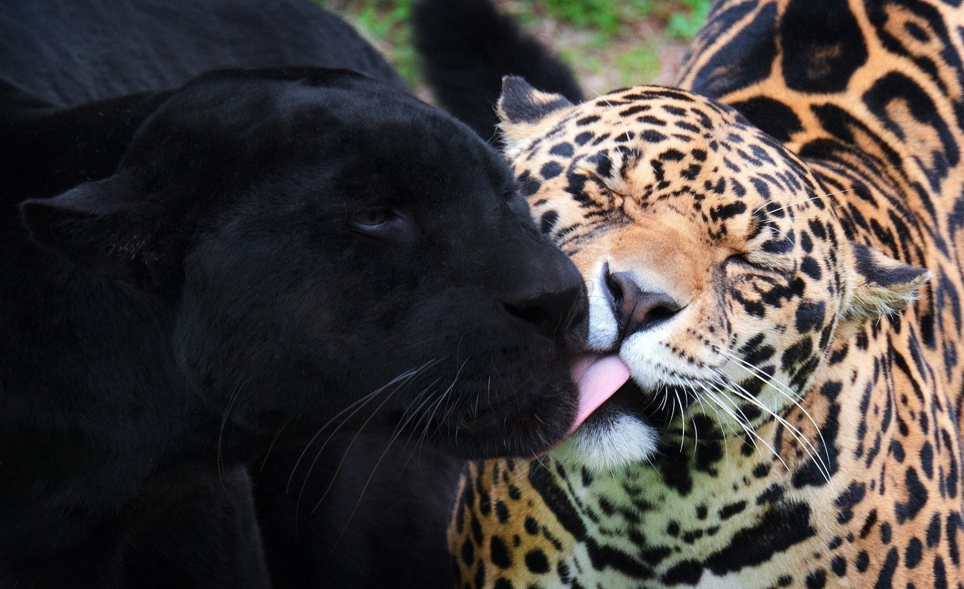 jaguare panther schwarzer jaguar wilde katzen