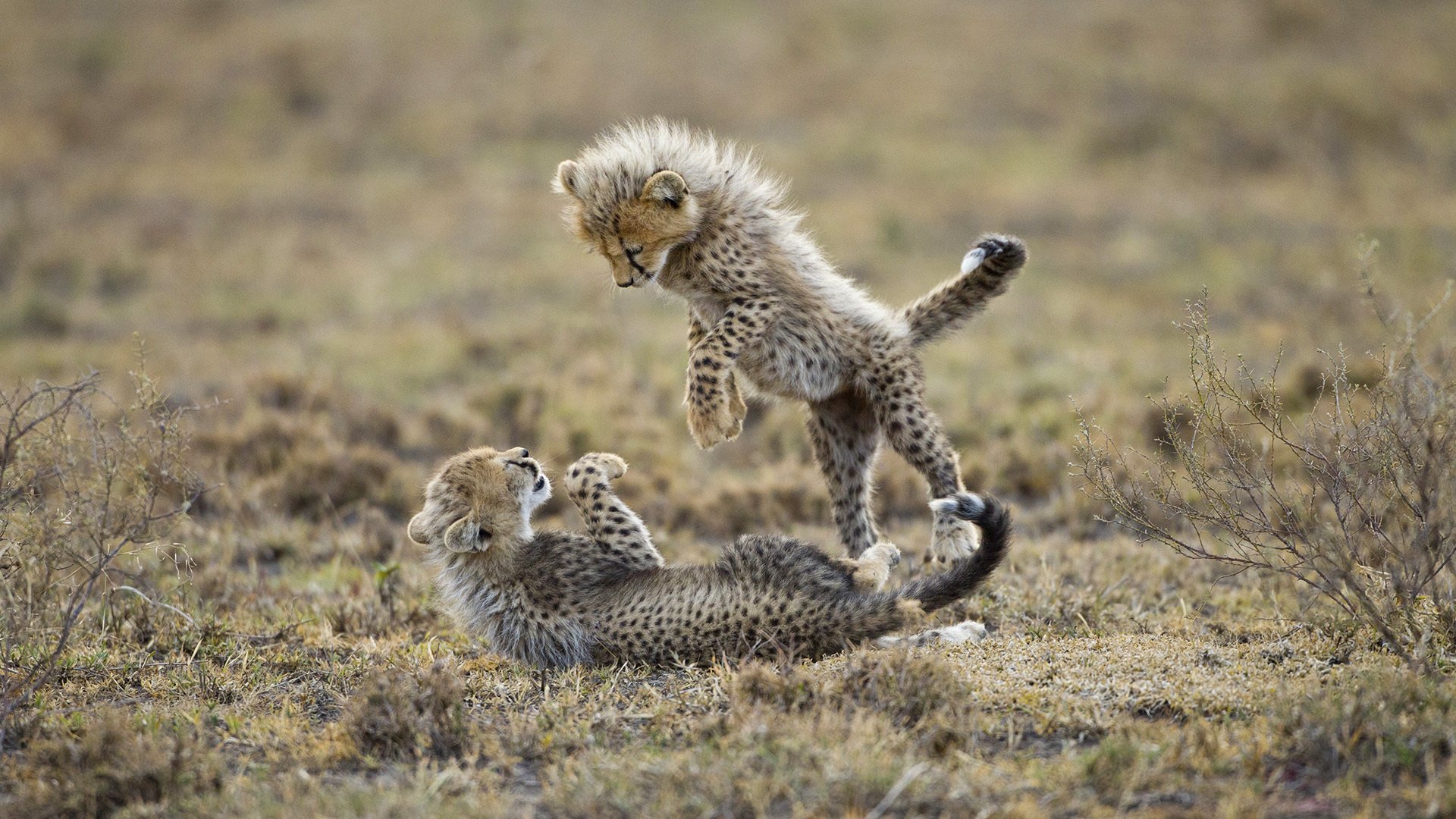 ghepardi cuccioli gattini predatori gioco