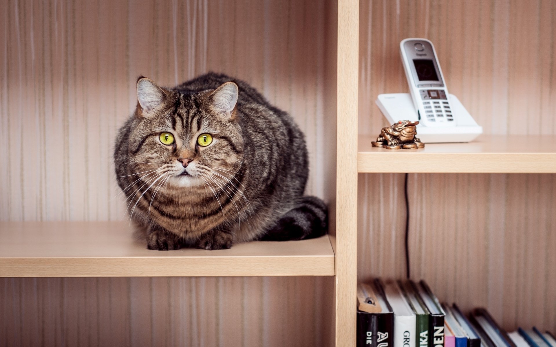 cat cat striped sitting wardrobe shelves phone book