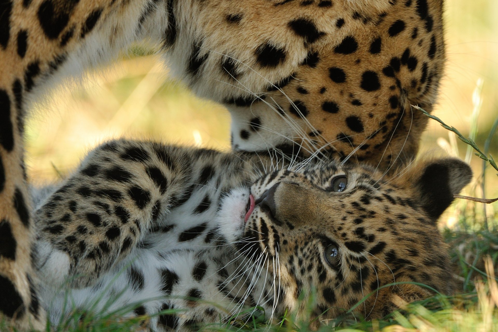 leopardo dell amur maternità predatori © anne-marie kalu