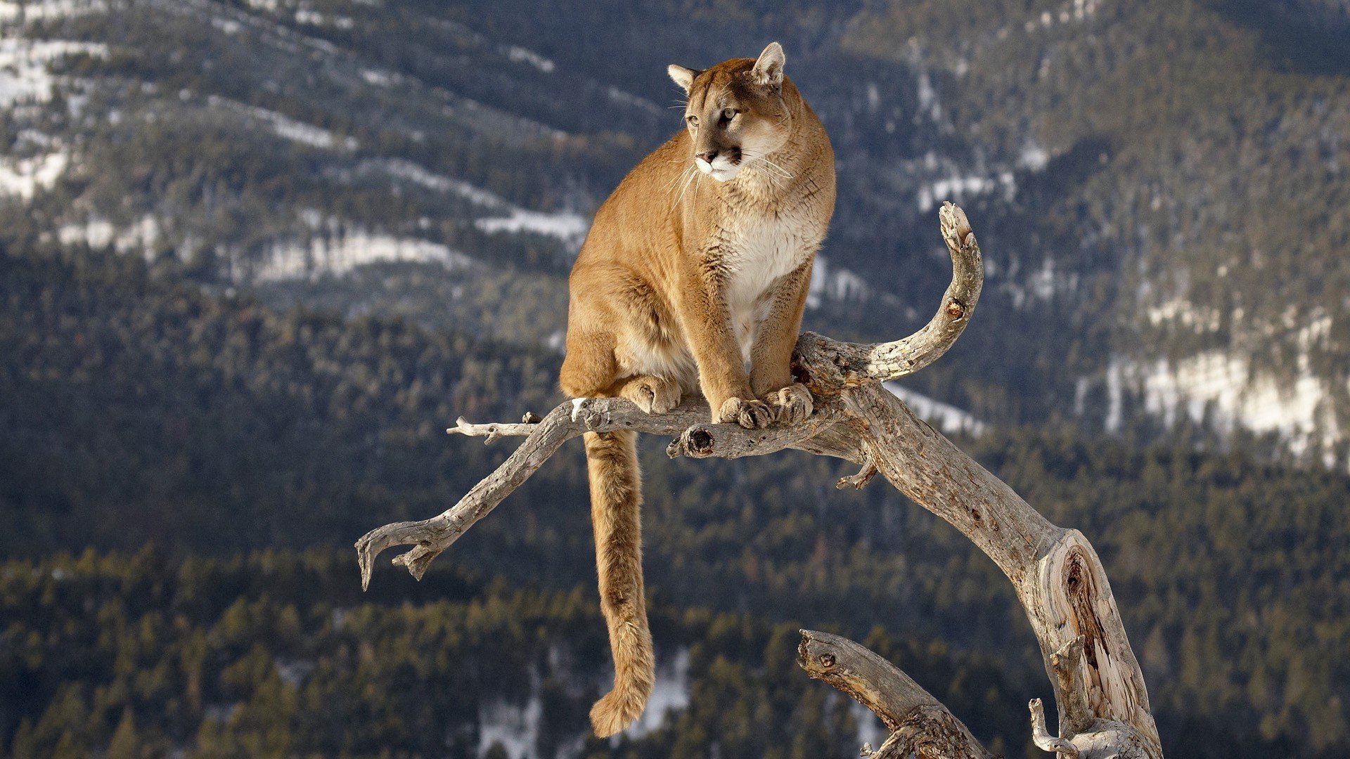 puma gros chat tronc lion de montagne