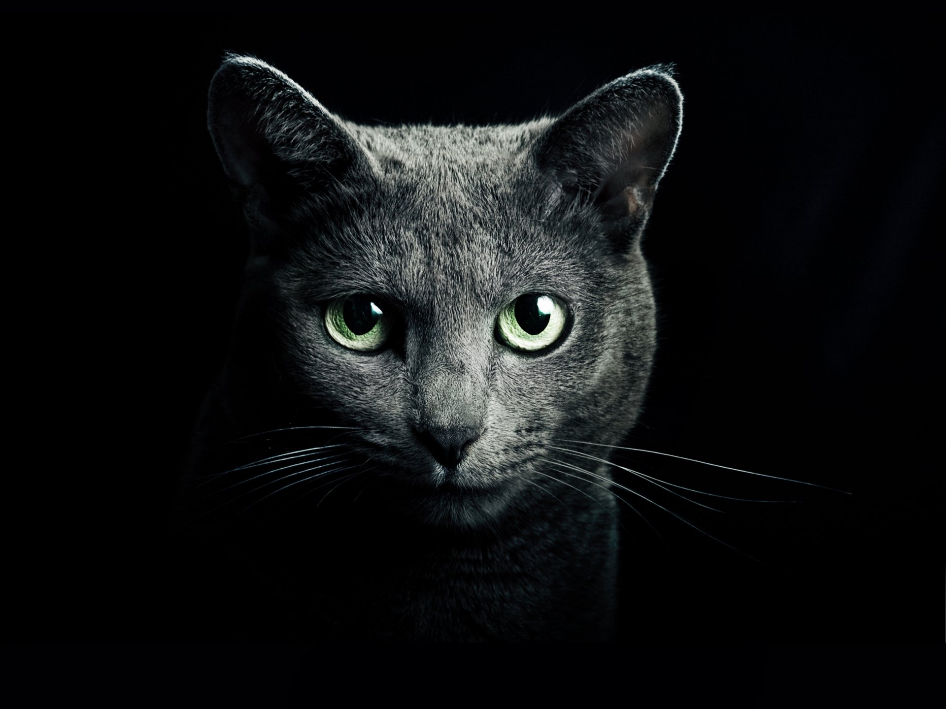 katze katze grau rasse russisch blau augen grün blick schwarzer hintergrund