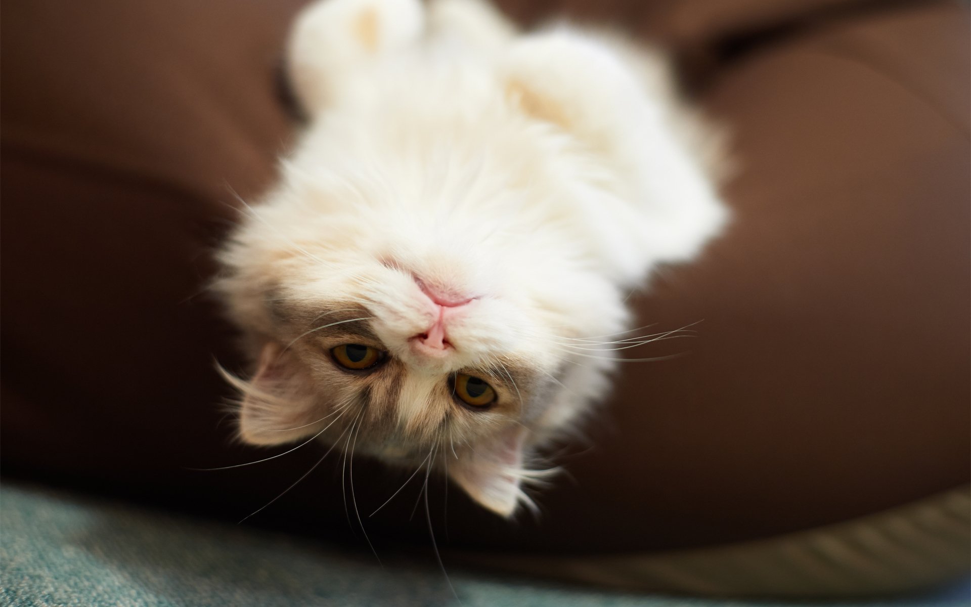 cat cat fluffy rest pillow to the top of the feet