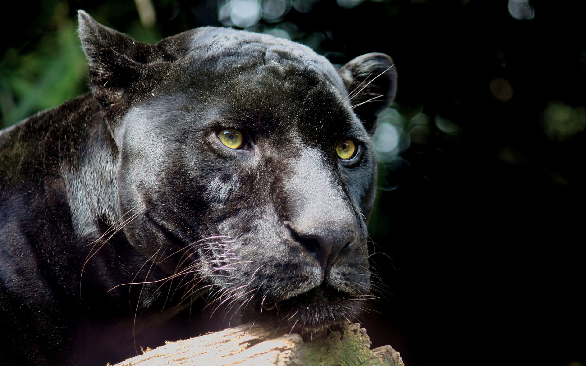 leopard pardus-panther panther schnauze schnurrbart raubtier ruhe