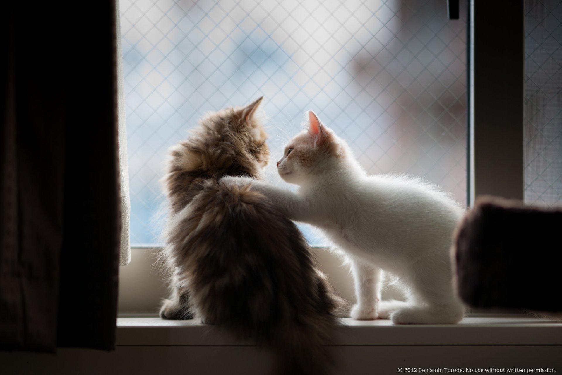 gatitos niñeras peludos pareja