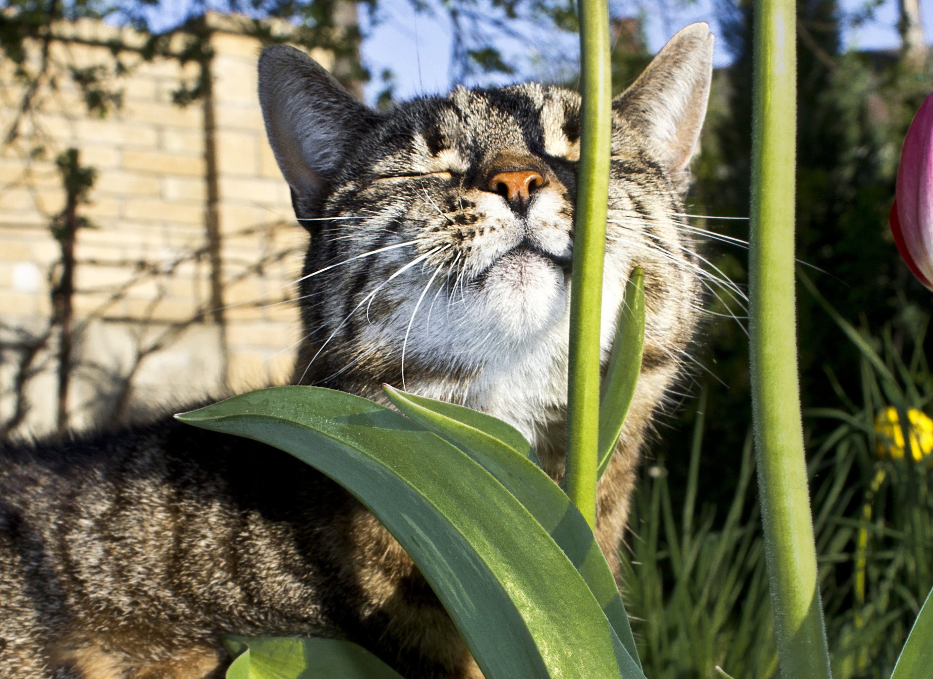 gato animal miente sol se calienta flores tallo