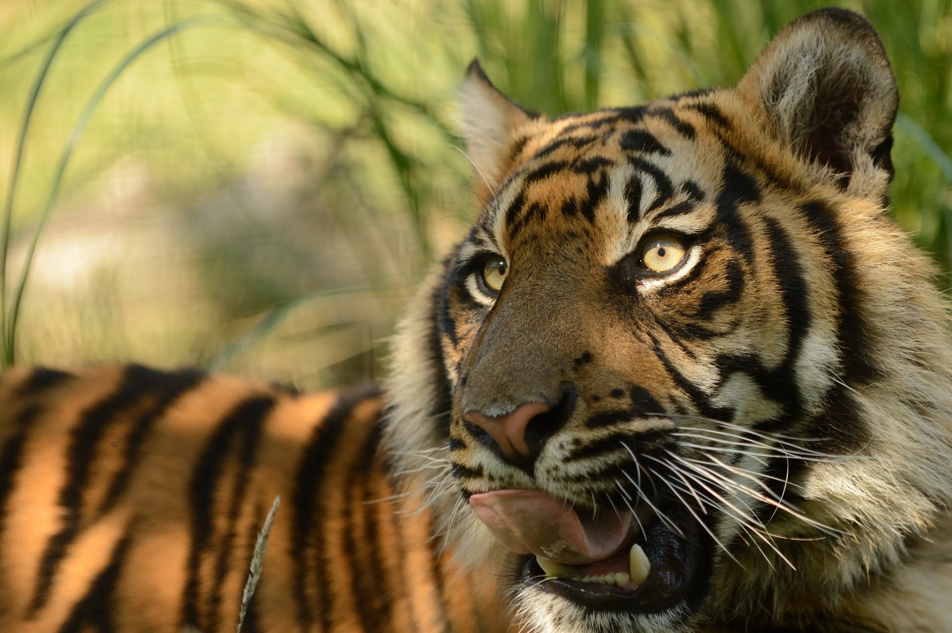 sumatra-tiger schnauze muschi zunge raubtier © anne-marie kalu