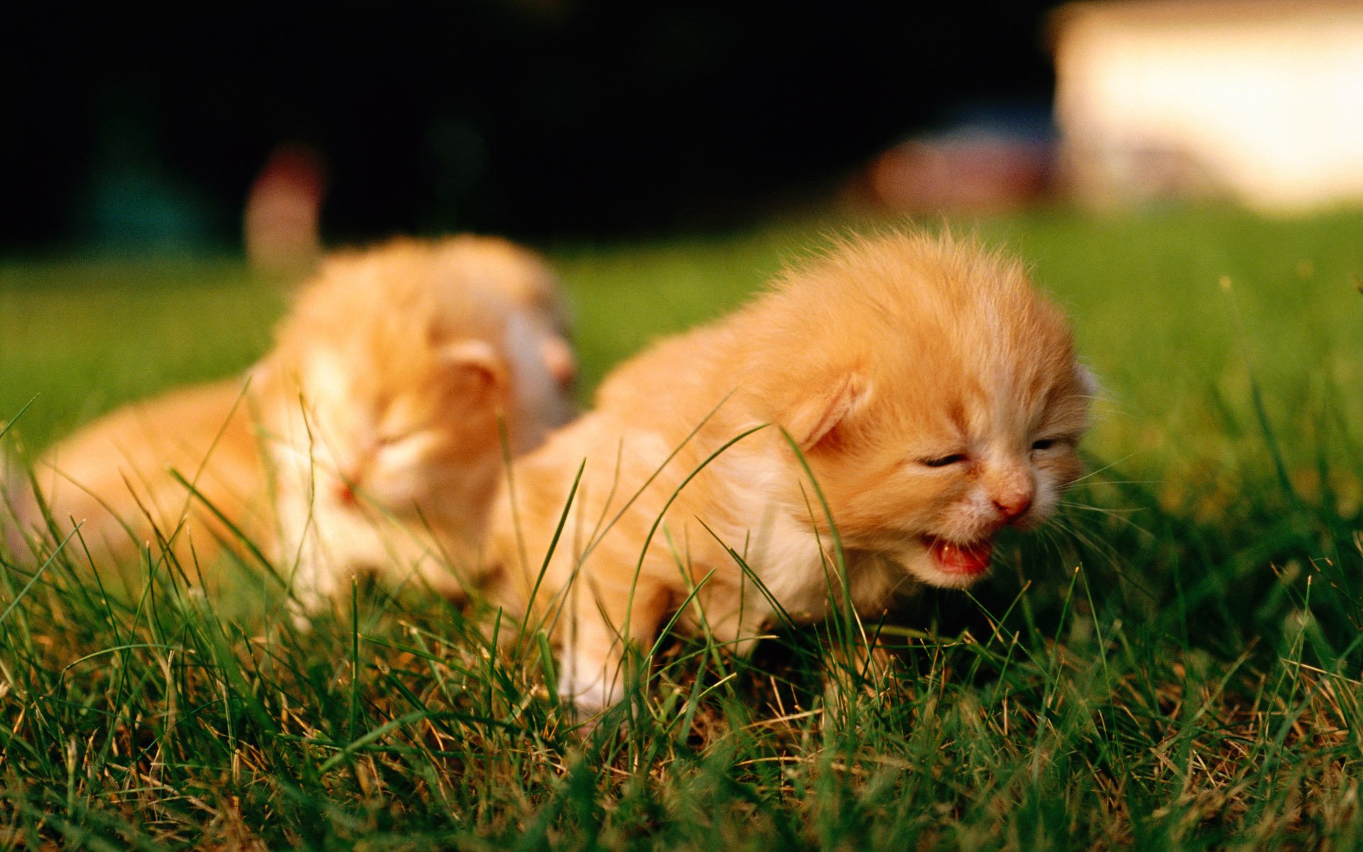 chats chatons chaton rousses macro