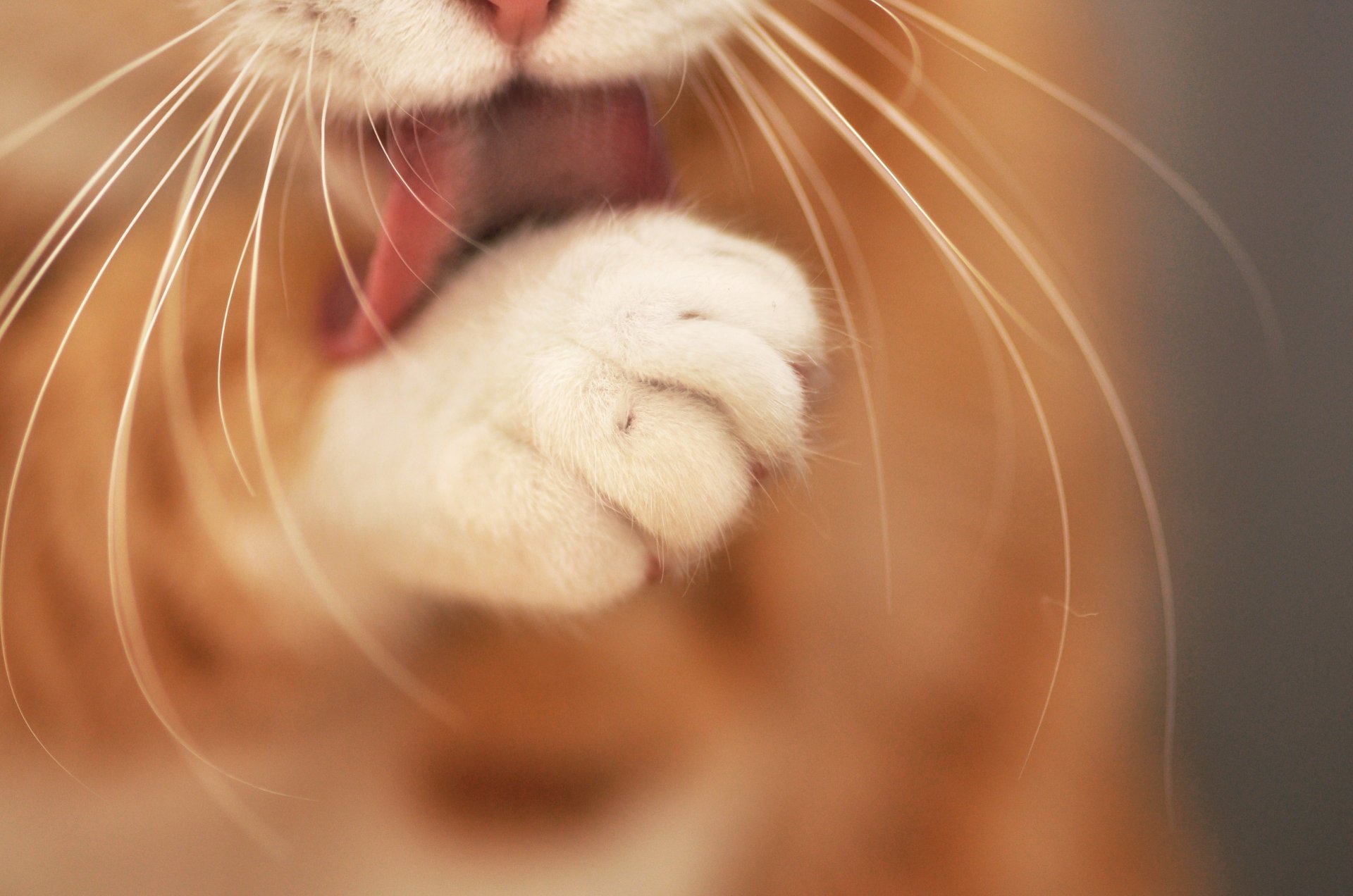 katze katze katze schnurrbart pfote zunge waschen rosengewässer fokus