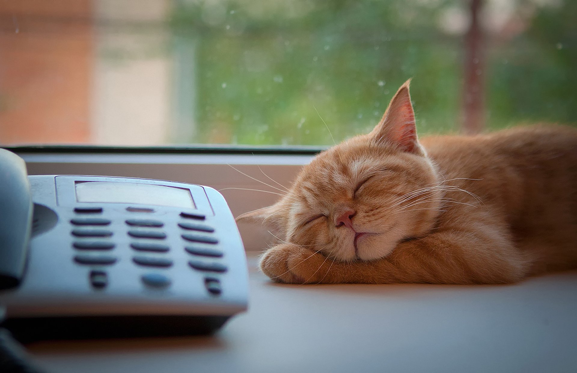 katze rot schläft fenster