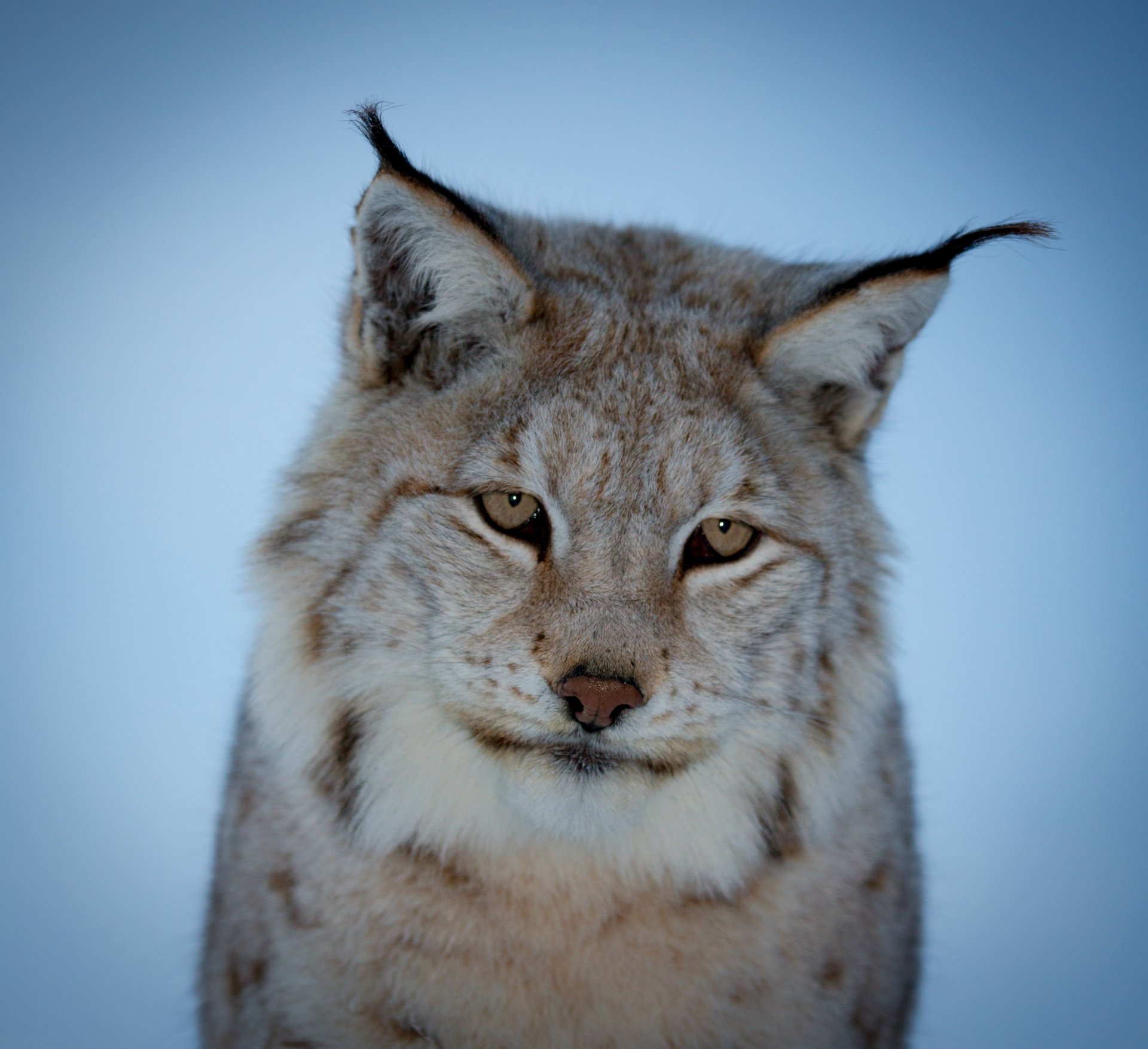 lynx museau pensif regard fond bleu