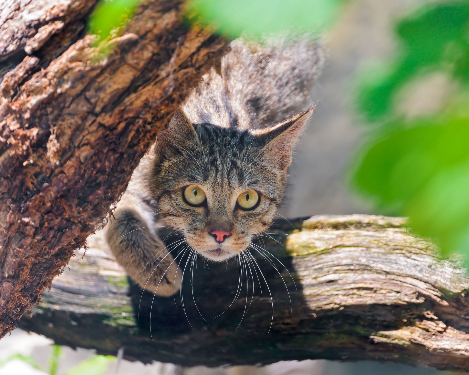 wildkatze wildkatze schnauze blick