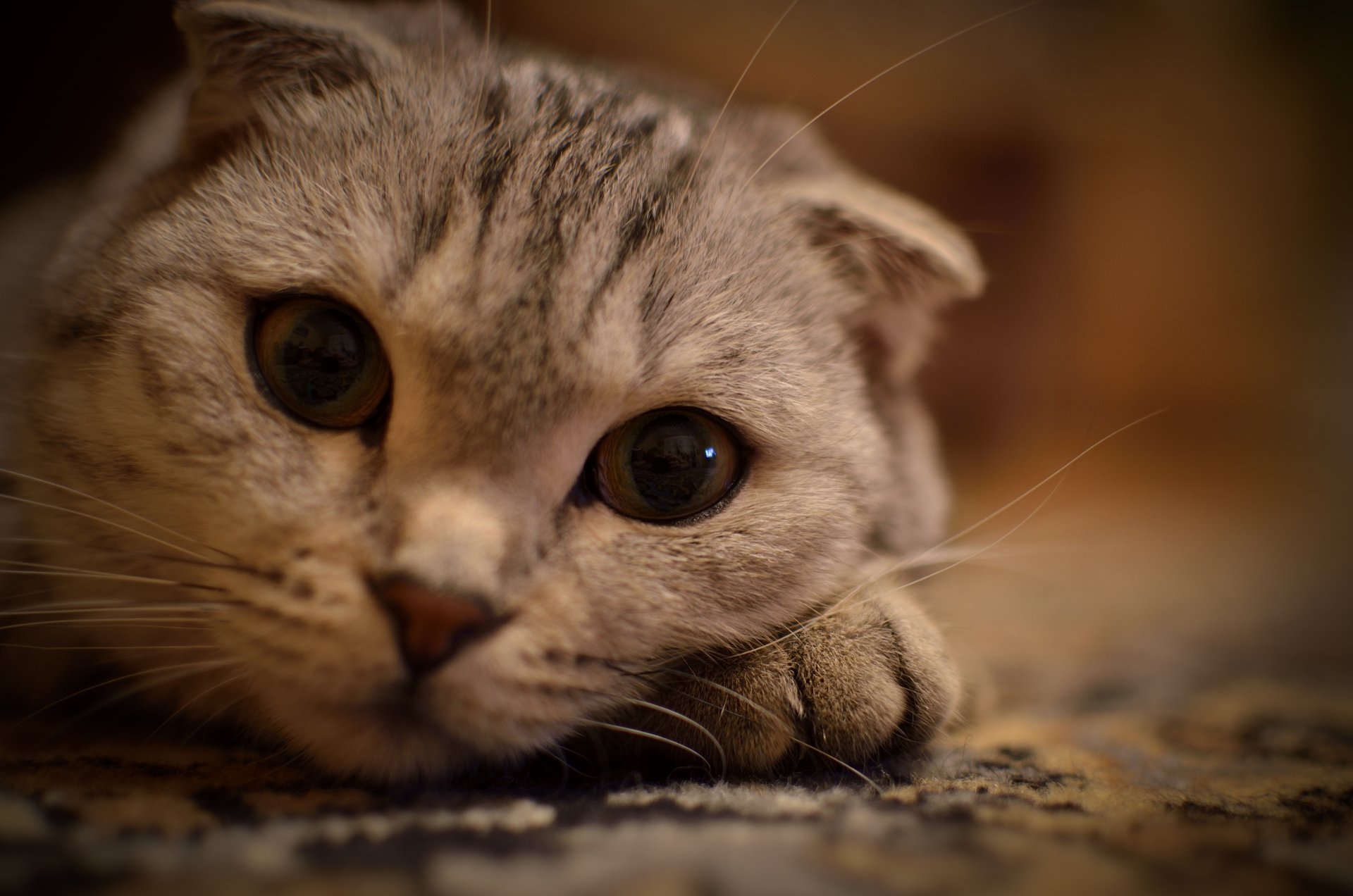 augen schnurrbart liegt auf der pfote katze katze blick tiere katzen muschi