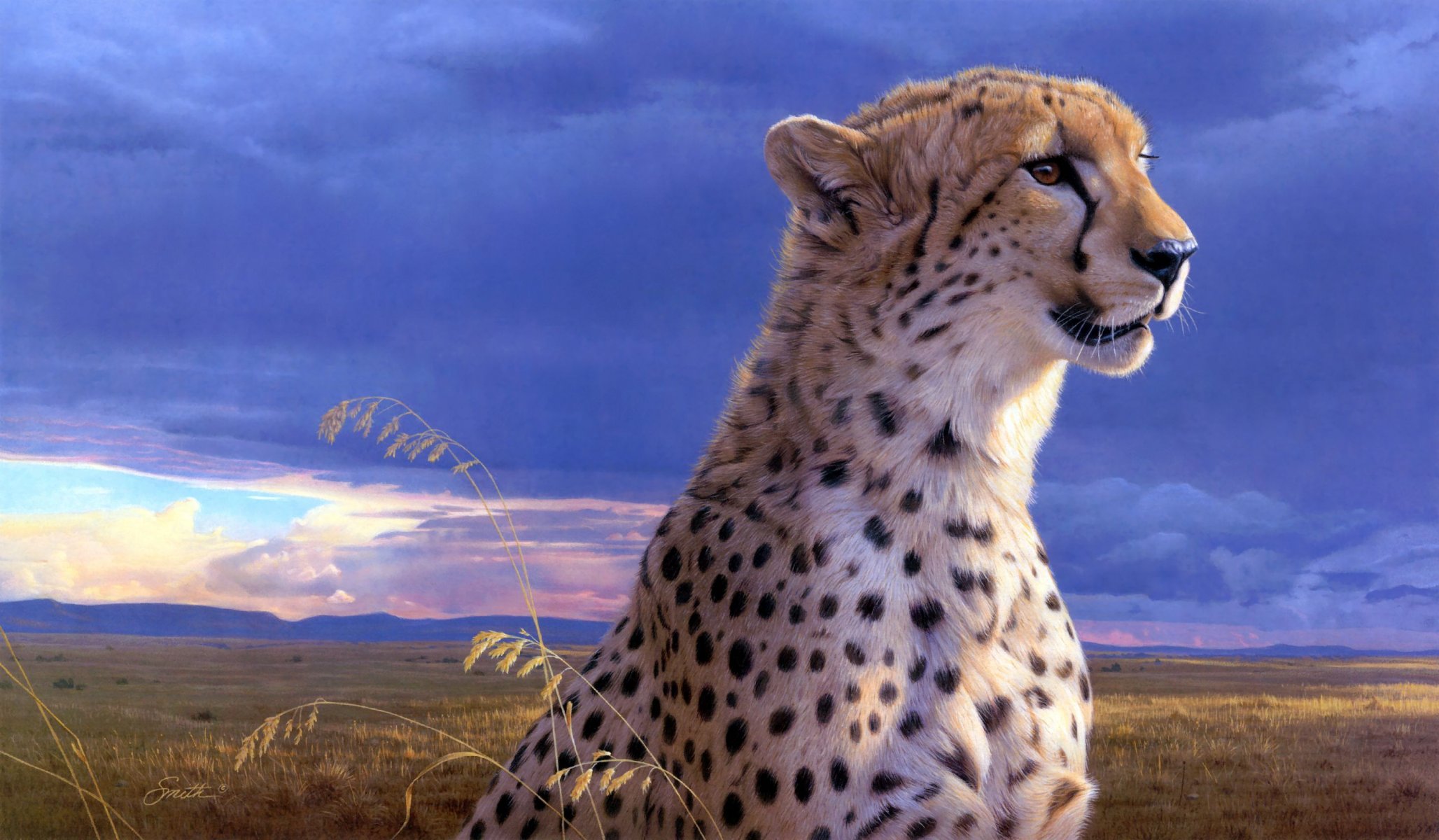 daniel smith cheetah art