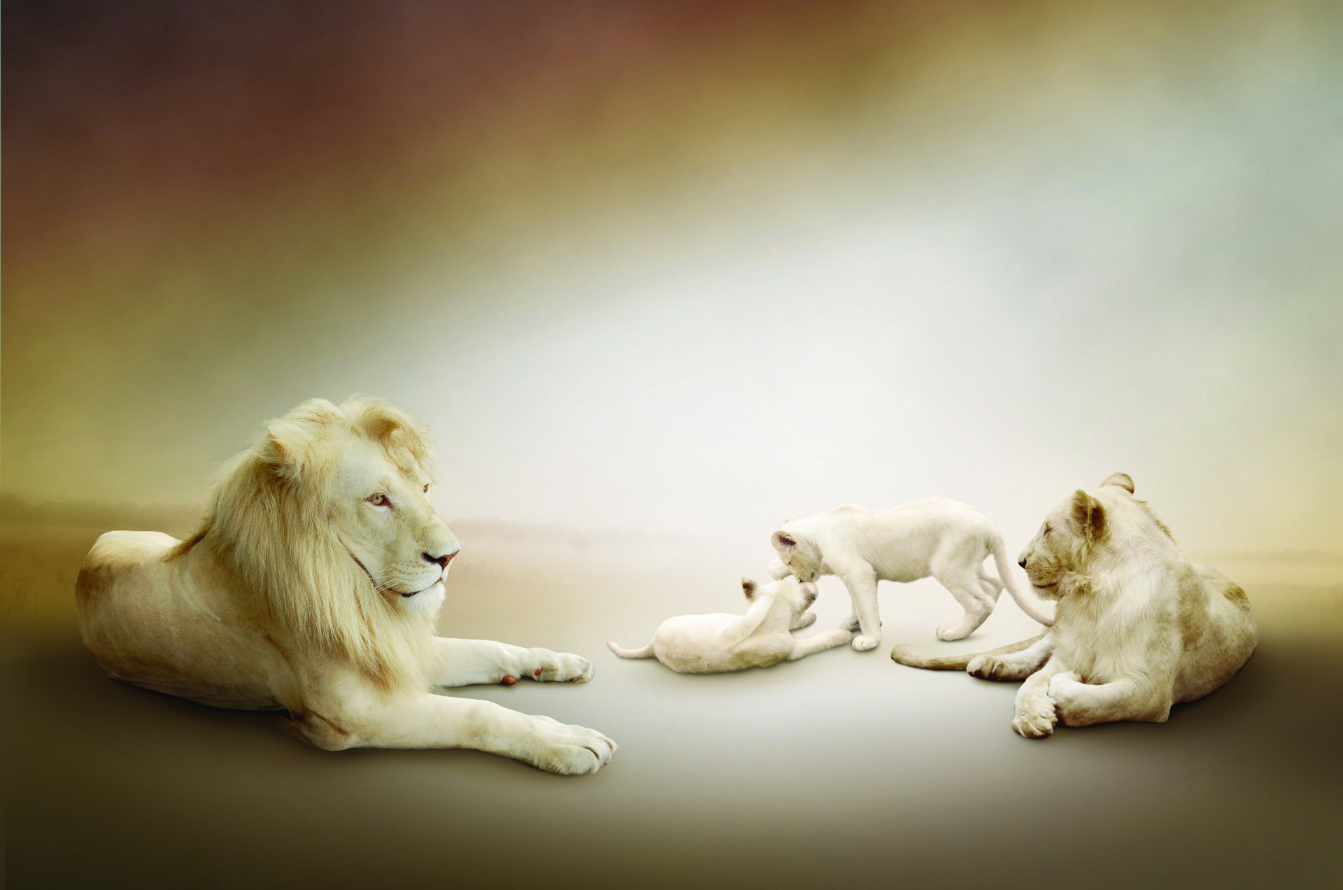 lions blanc famille lion lionne lionceaux jouer