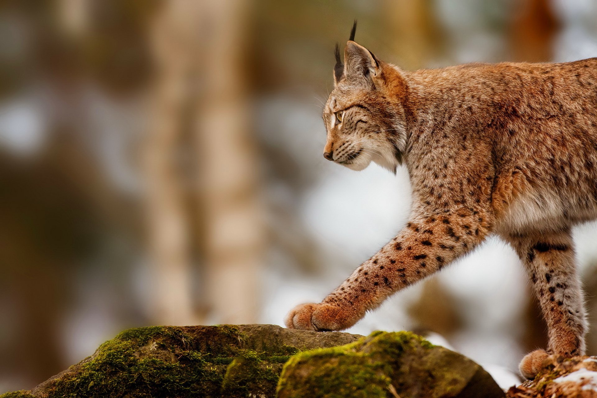 lince rocce caccia profilo predatore