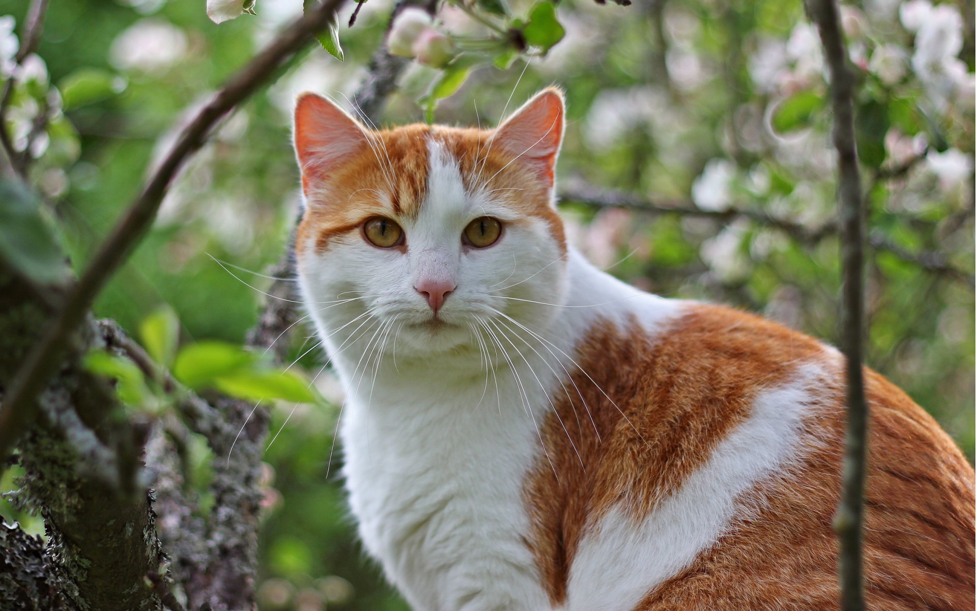 cat cat kote red tree branches mustache muzzle