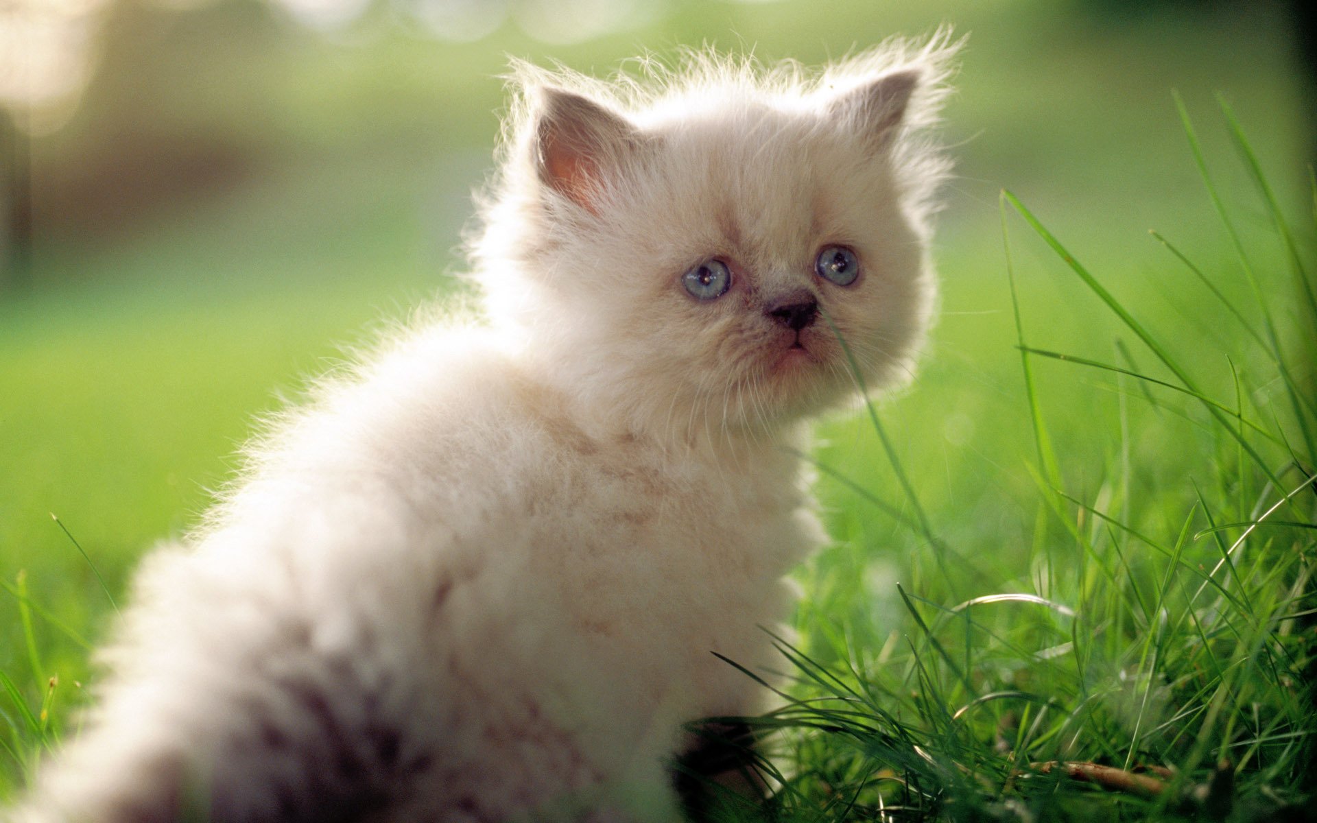 chat chat chaton blanc herbe gros plan mignon