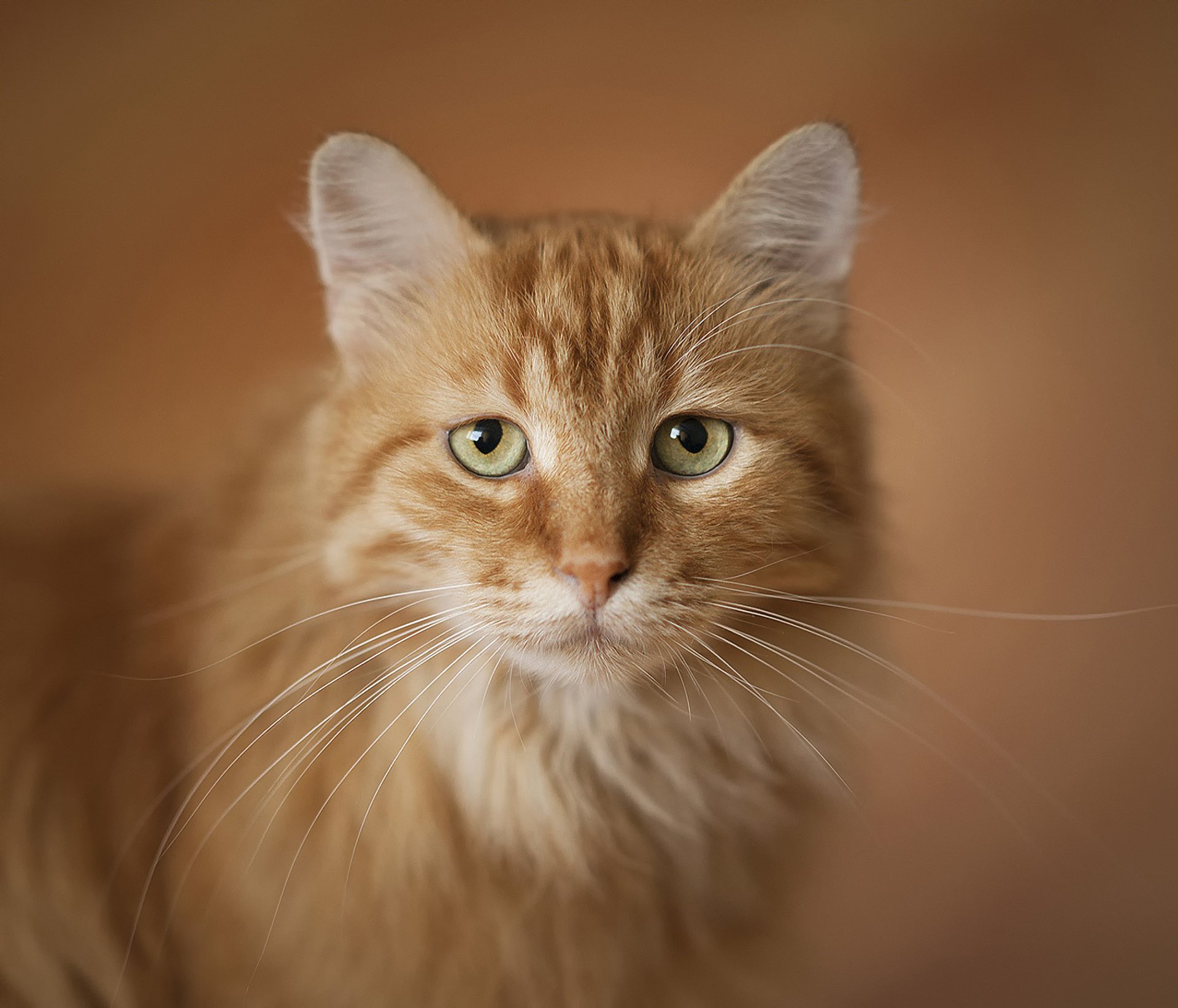 cat red portrait