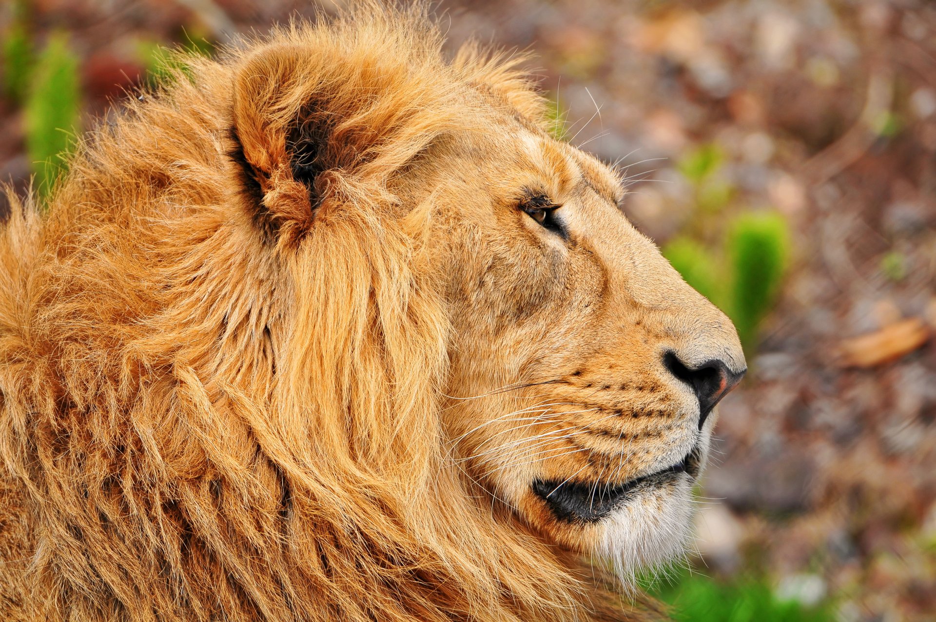 lion asiatique museau crinière moustache profil