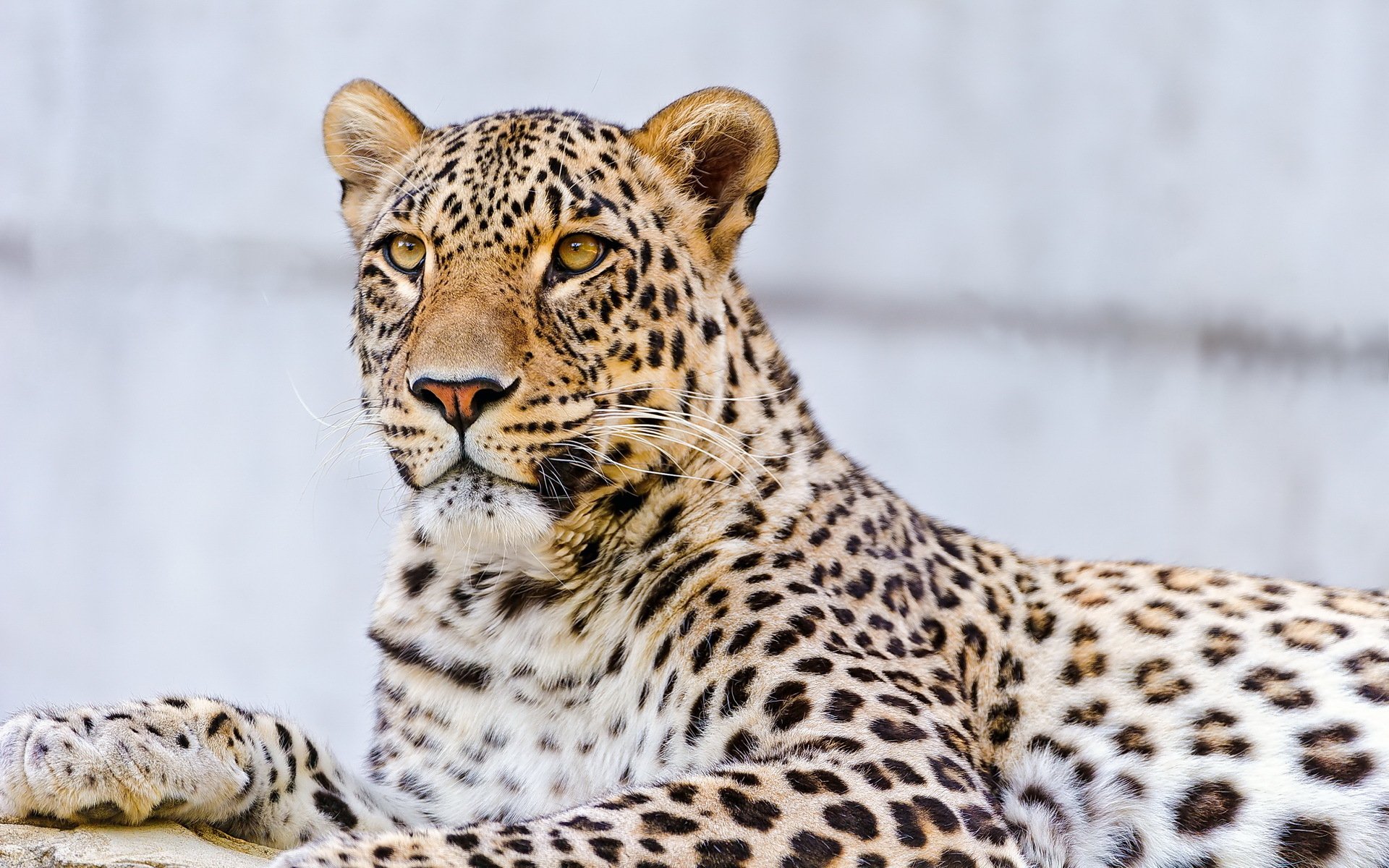 leopard pfote schnauze schnurrbart blick gefleckt liegt stein