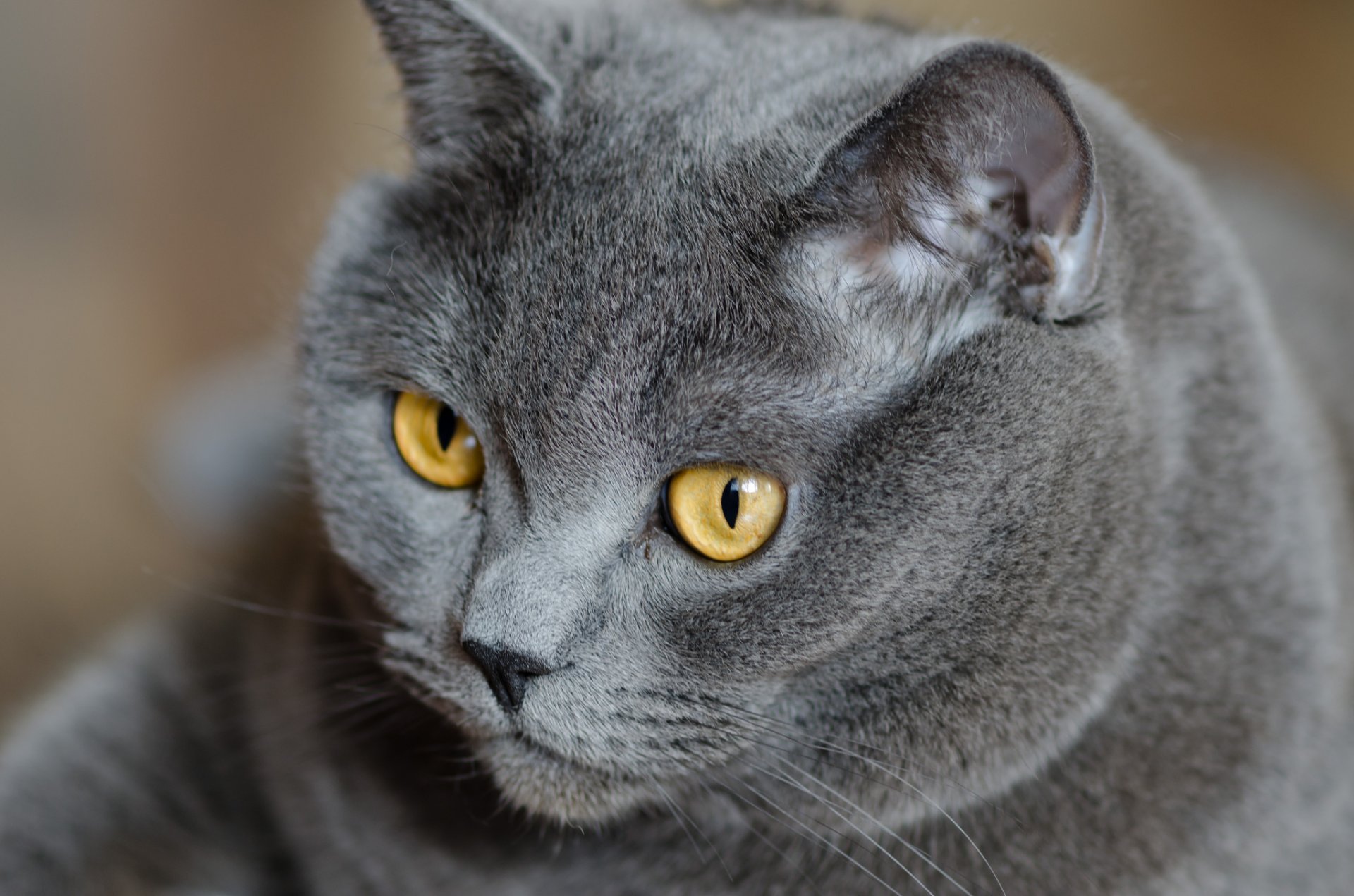 gatto britannico gatto britannico grigio occhi giallo sguardo