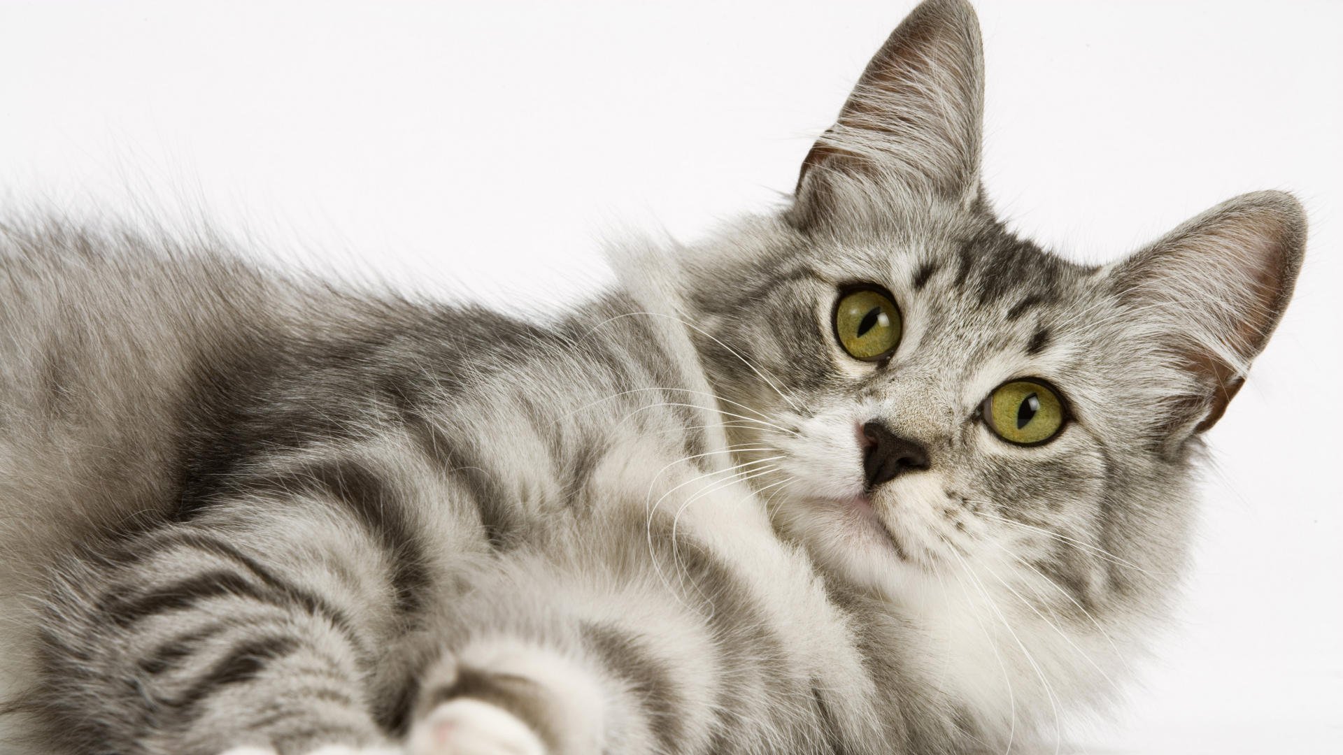 katze weißer hintergrund blick kote muschi katze