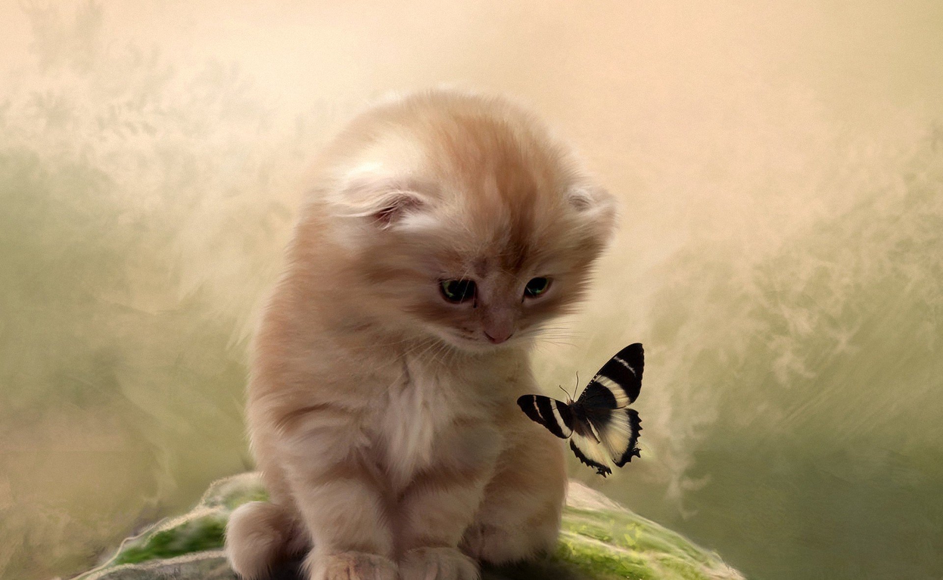 cat kitten butterfly note background