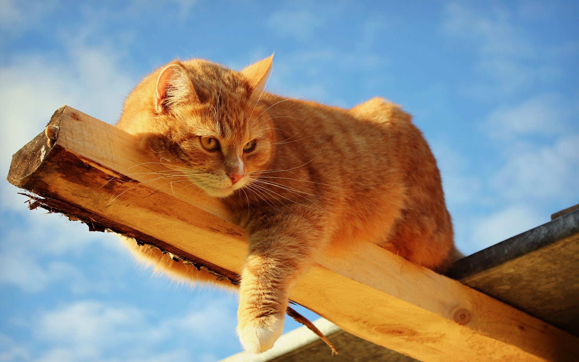 cat cat ginger beam piece of wood board beam rest? sunny sunny sky