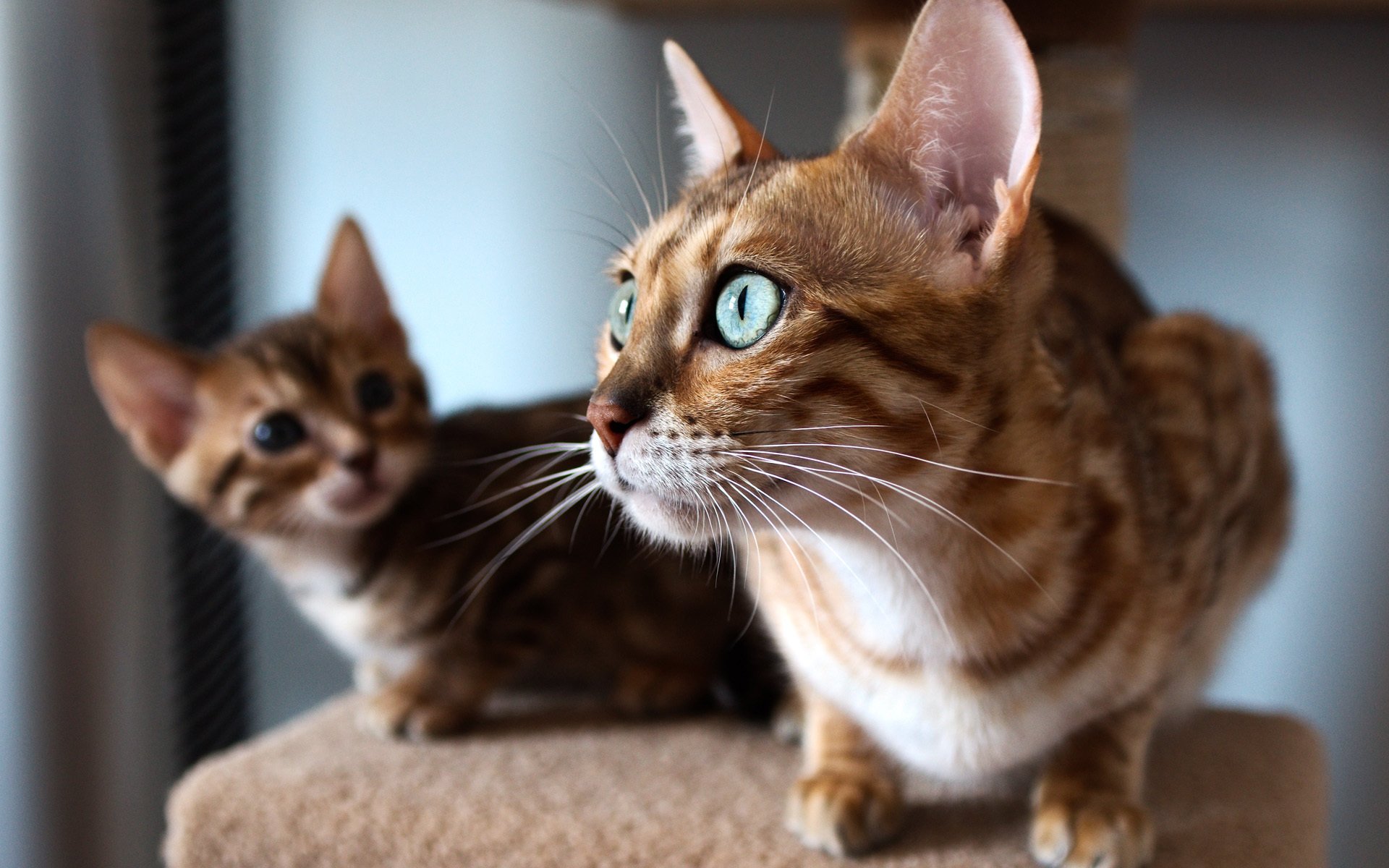 katze blick fenster bengali