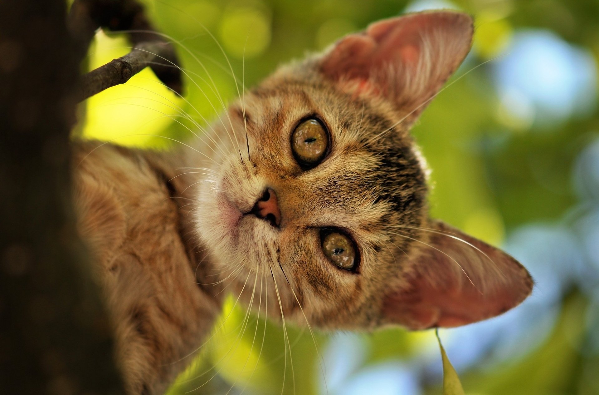 chat chat kote arbre été feuillage tête museau