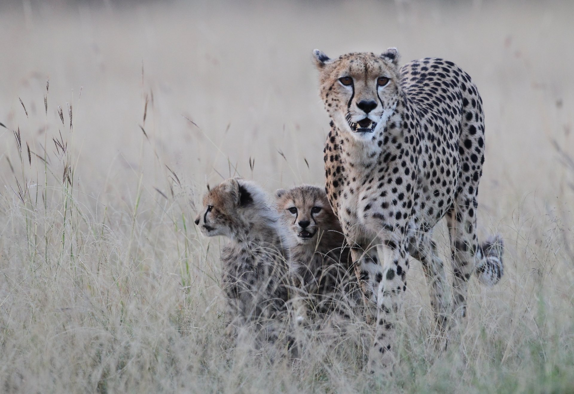 cheetah read horses predator