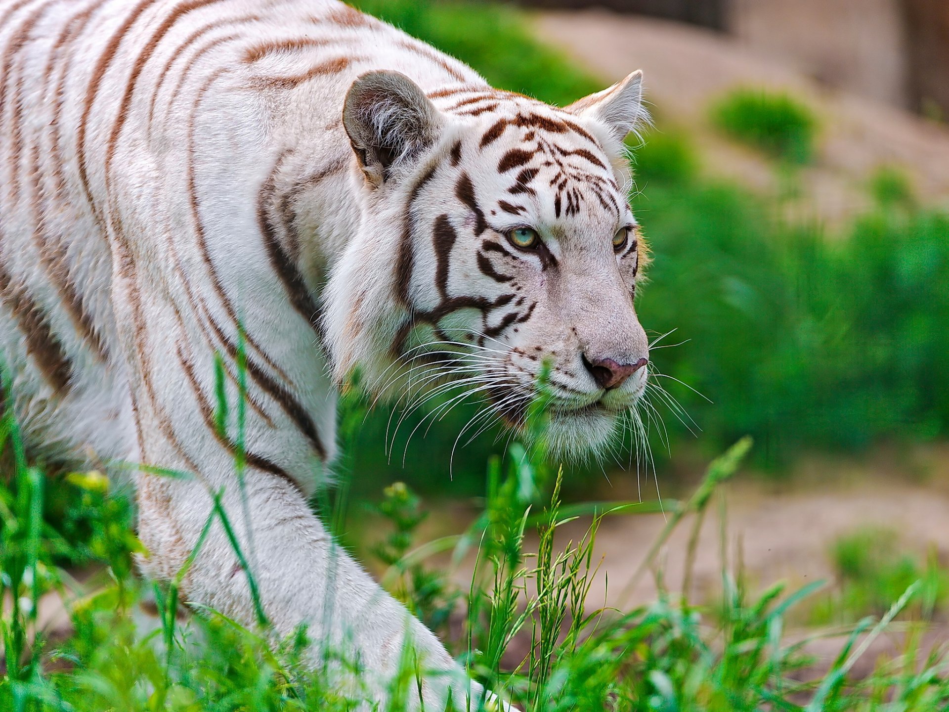 tigre blanco waite tiger hocico depredador se escabulle